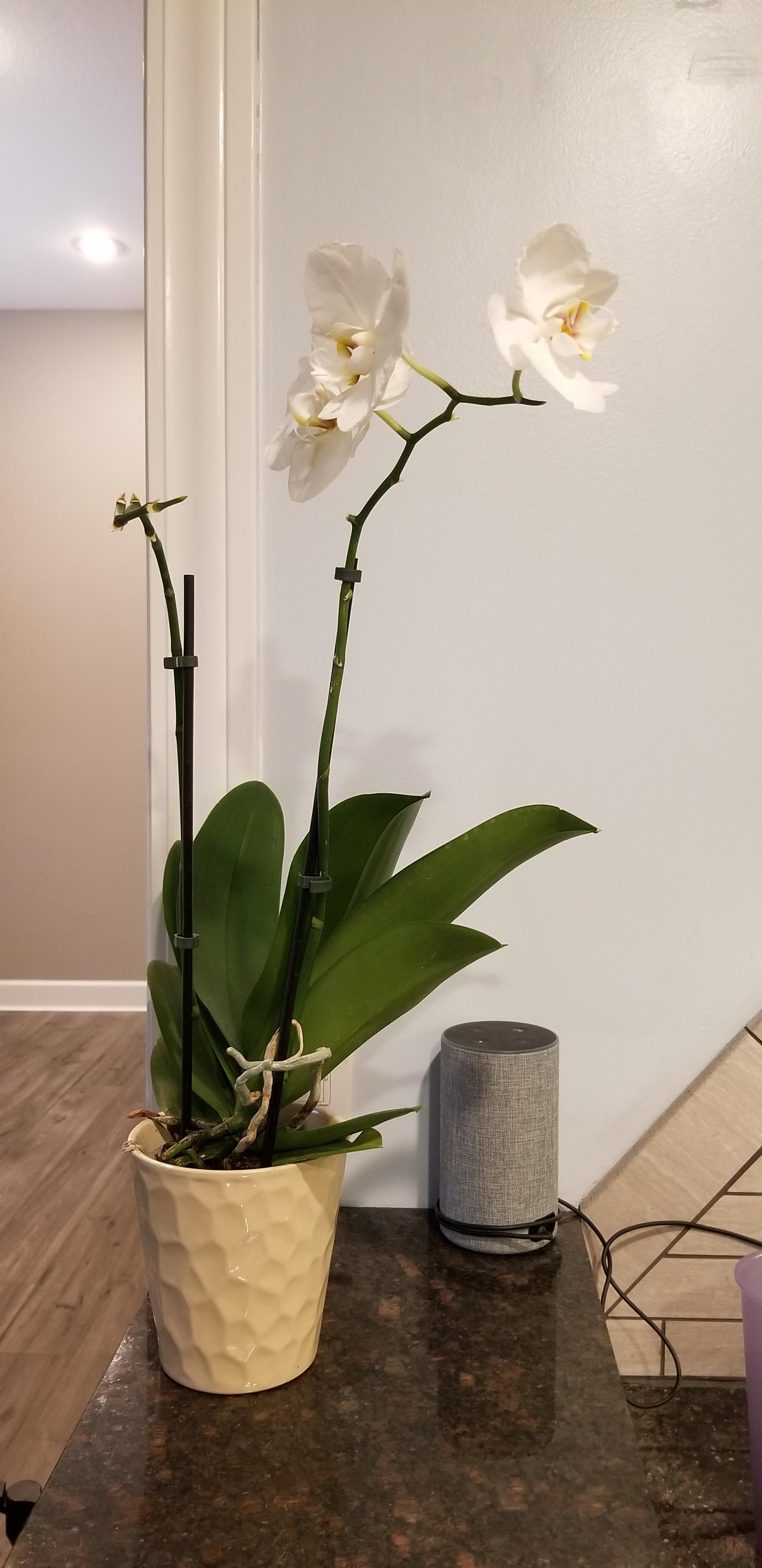 My first orchid & we're both sad. How do I bring this baby back to life