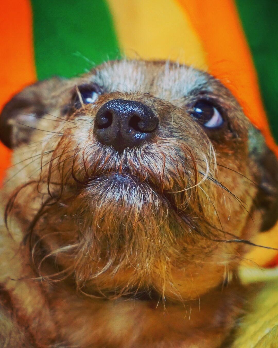 Our dog looks like Master Splinter r/aww