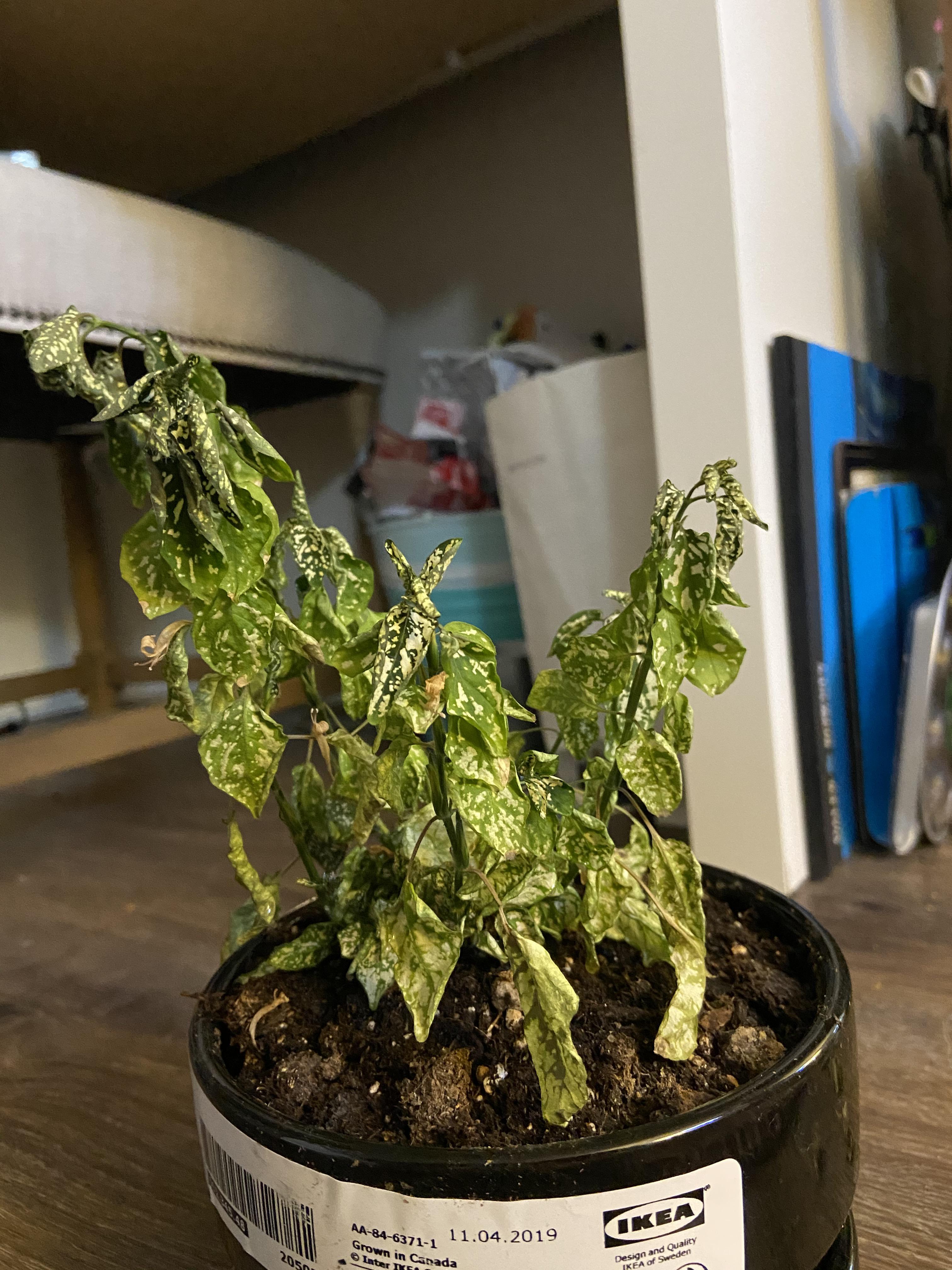 My plant is dying, please help! r/plants