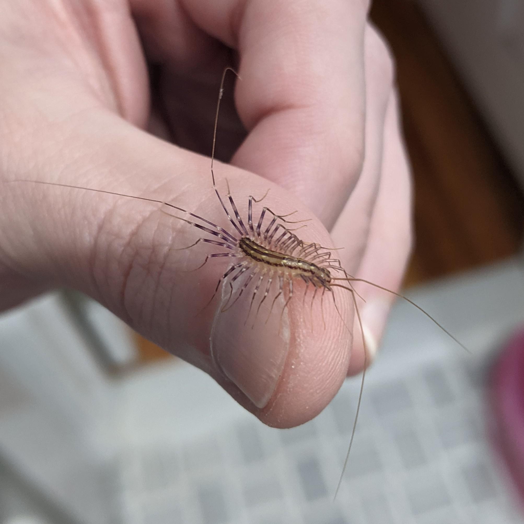 Smol House Centipede Friend : r/whatsthisbug