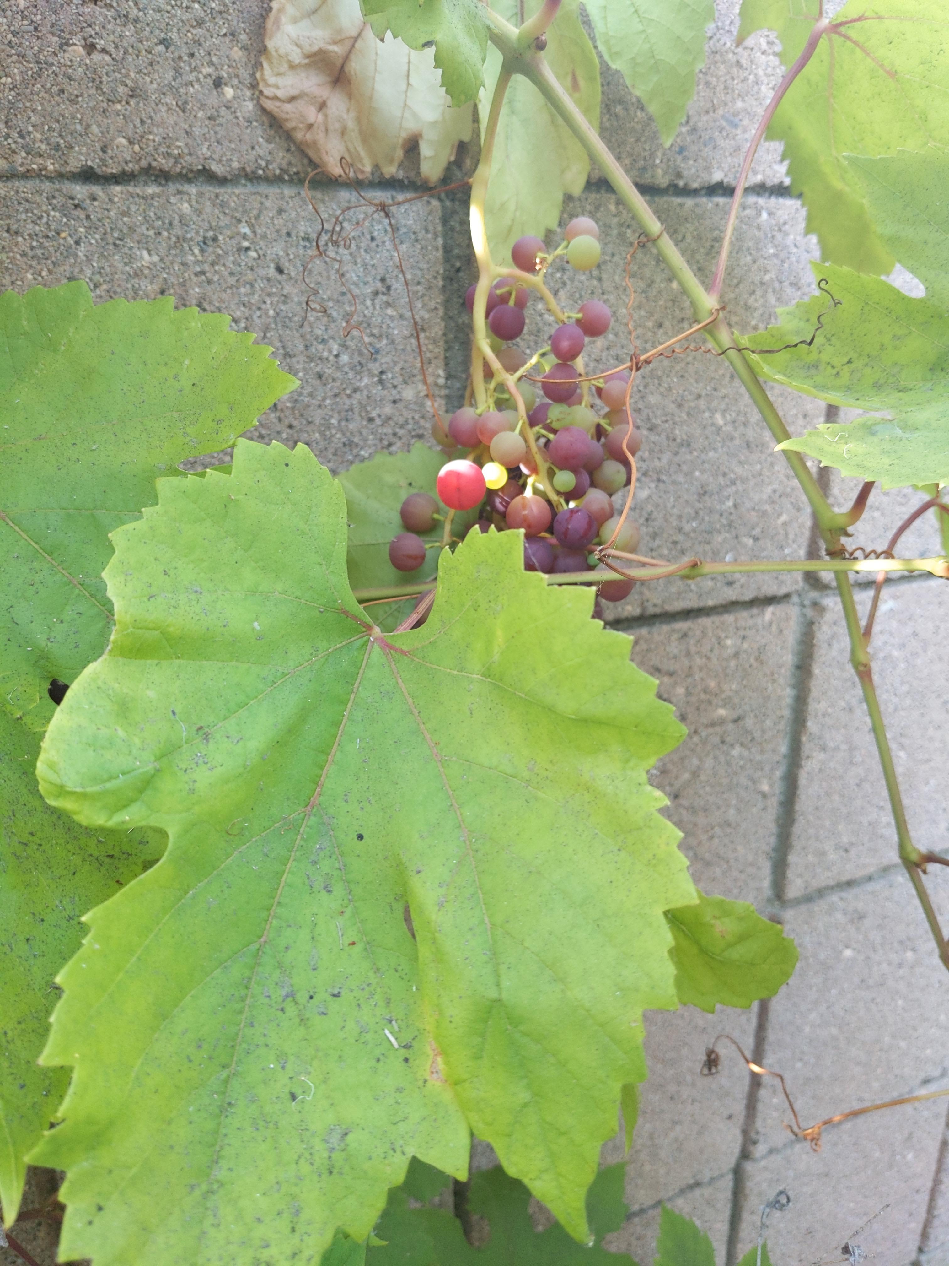 Only got grape fruit snacks grapes