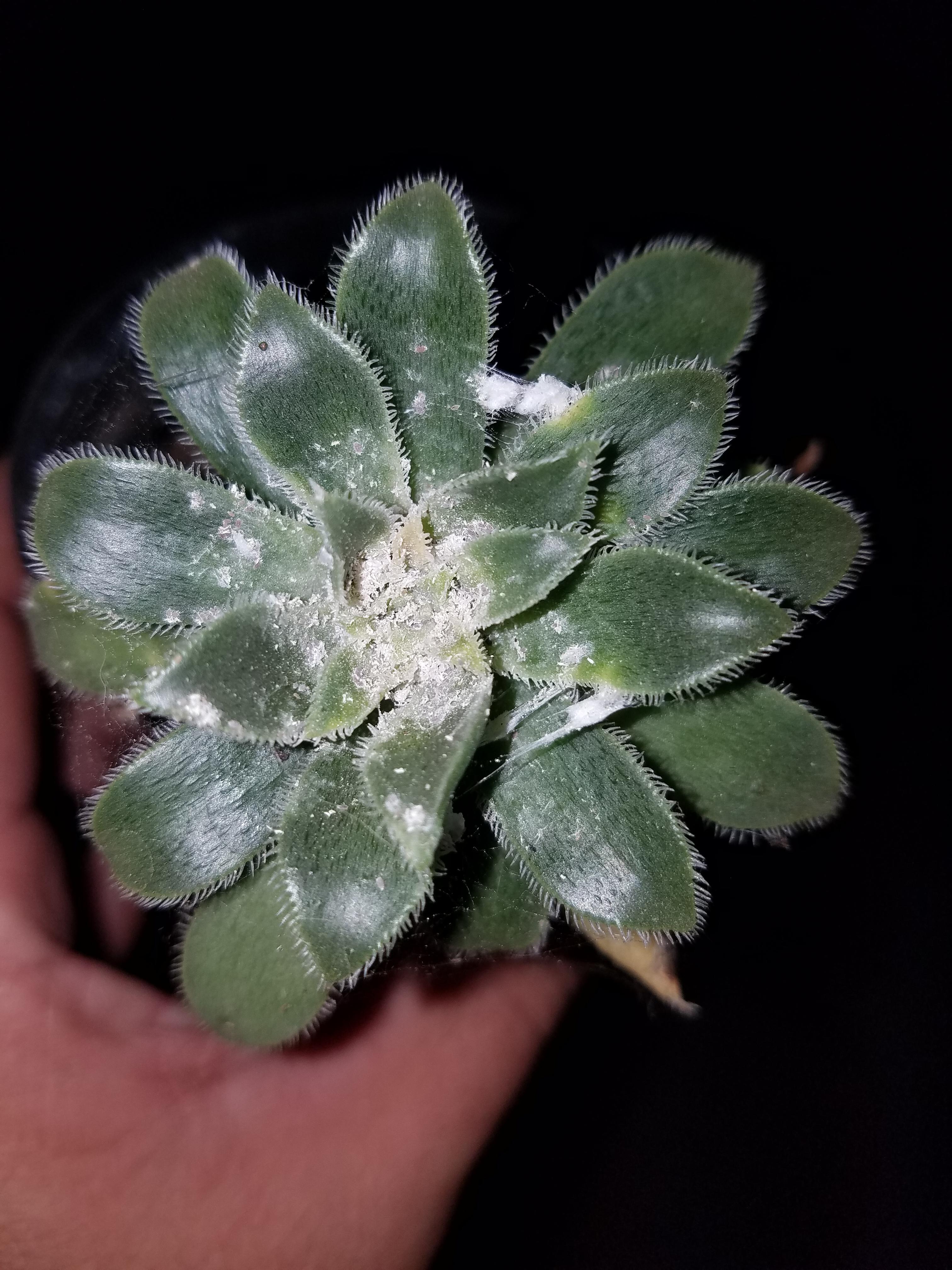 Does anyone know what this white, powdery stuff growing on the plant is