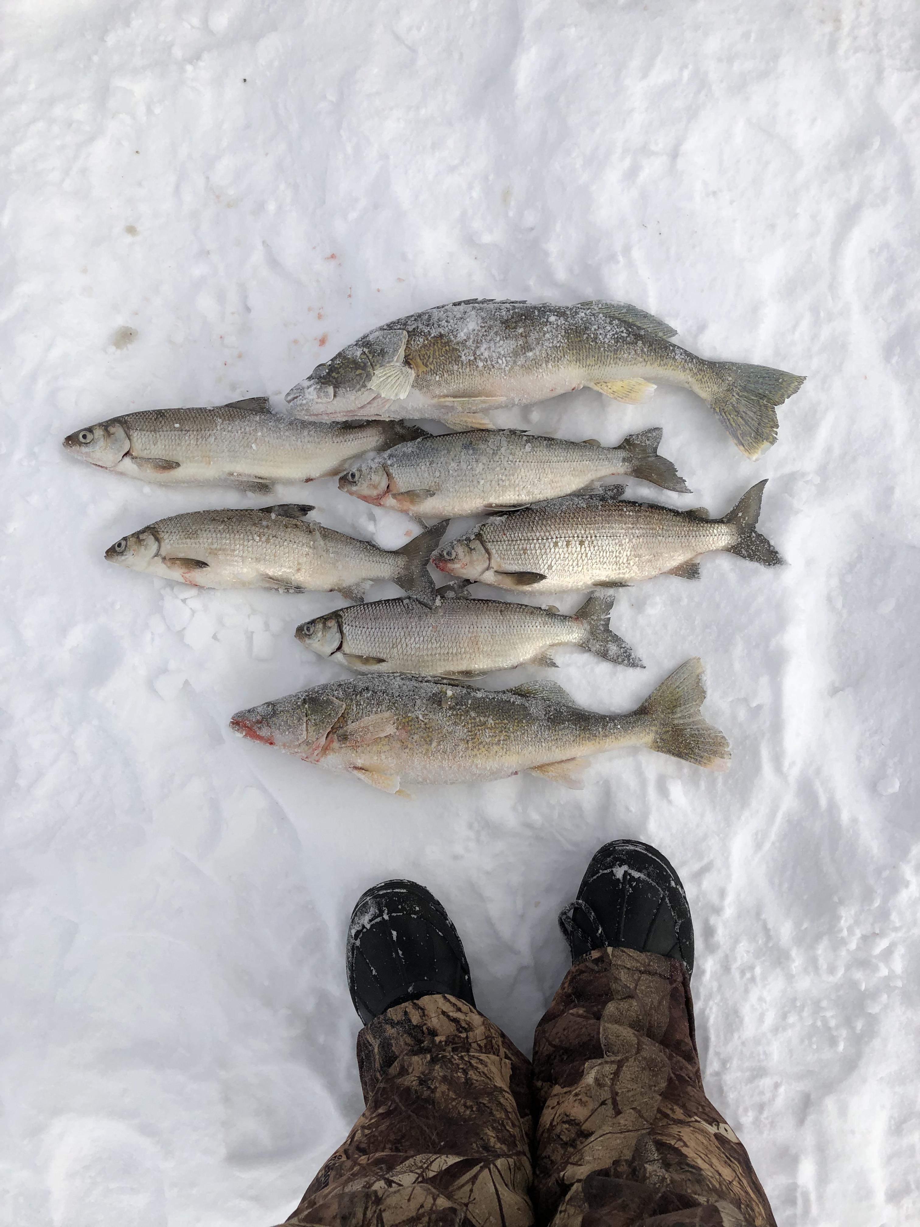 Buddy and I got our limits of the elusive Mille Lacs slot walleye r