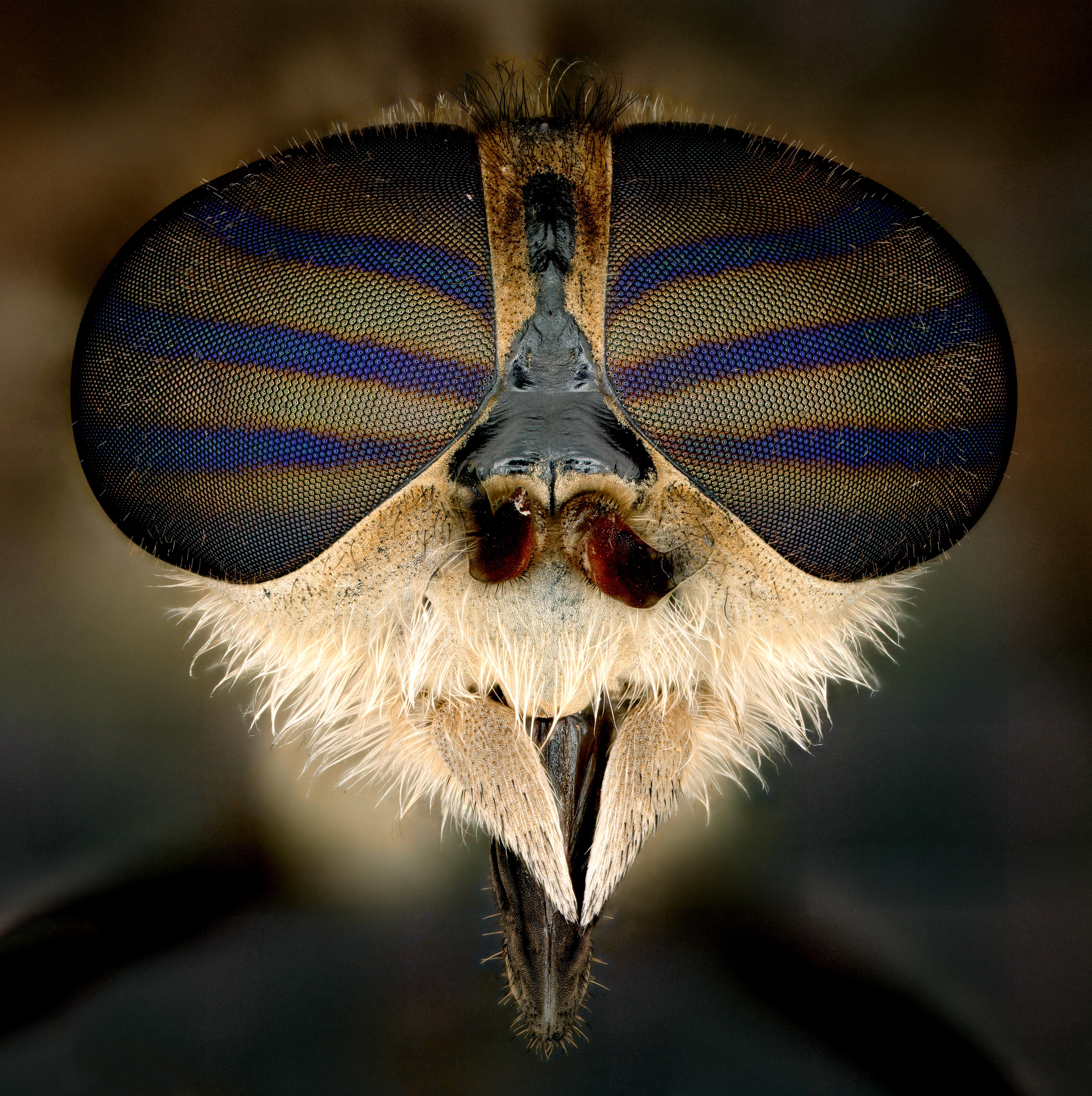 Portrait of a Deer Fly. Don't to zoom in! r/pics