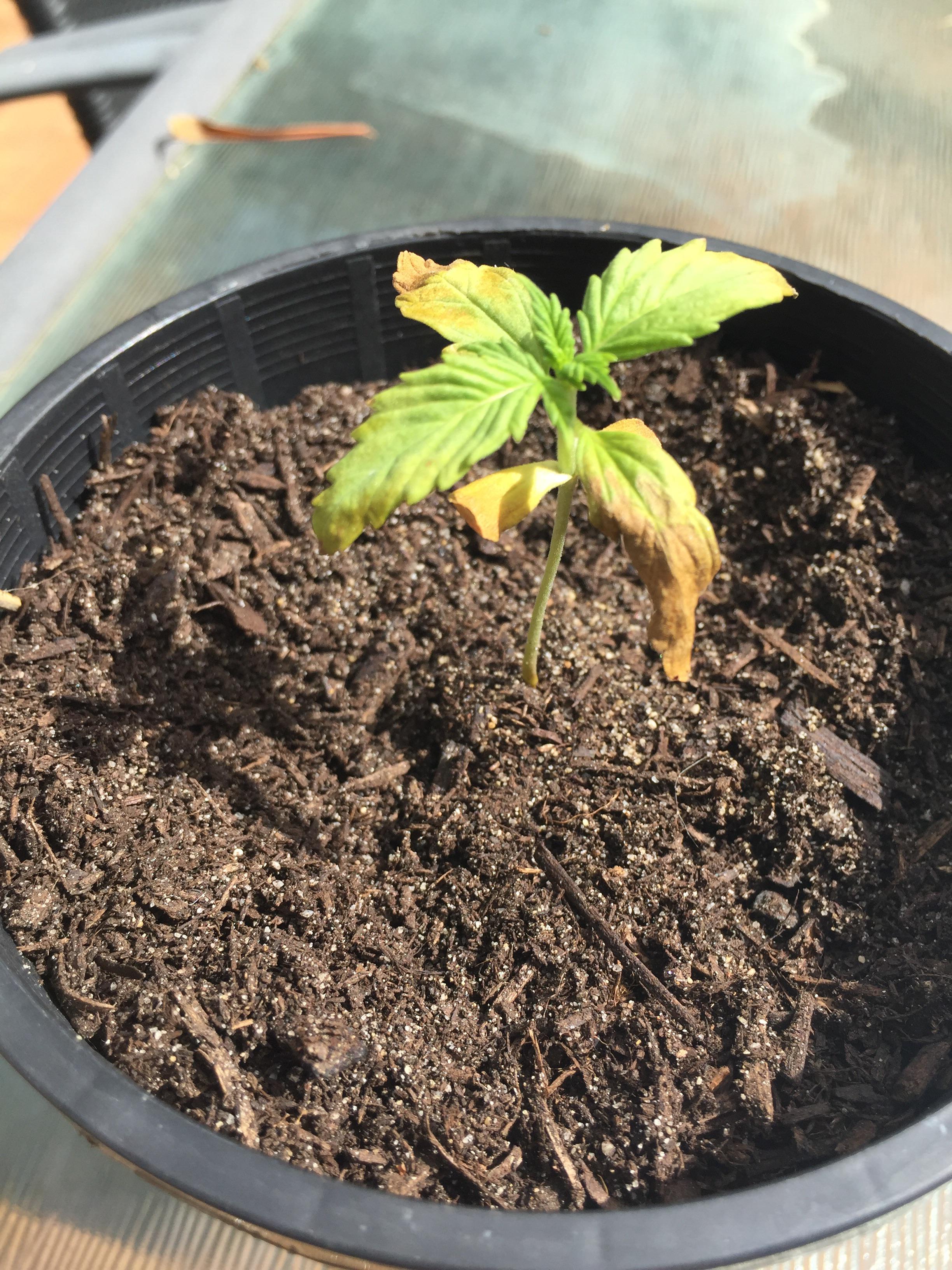 Best medium available to grow autoflower a in Australia? Wanted to get