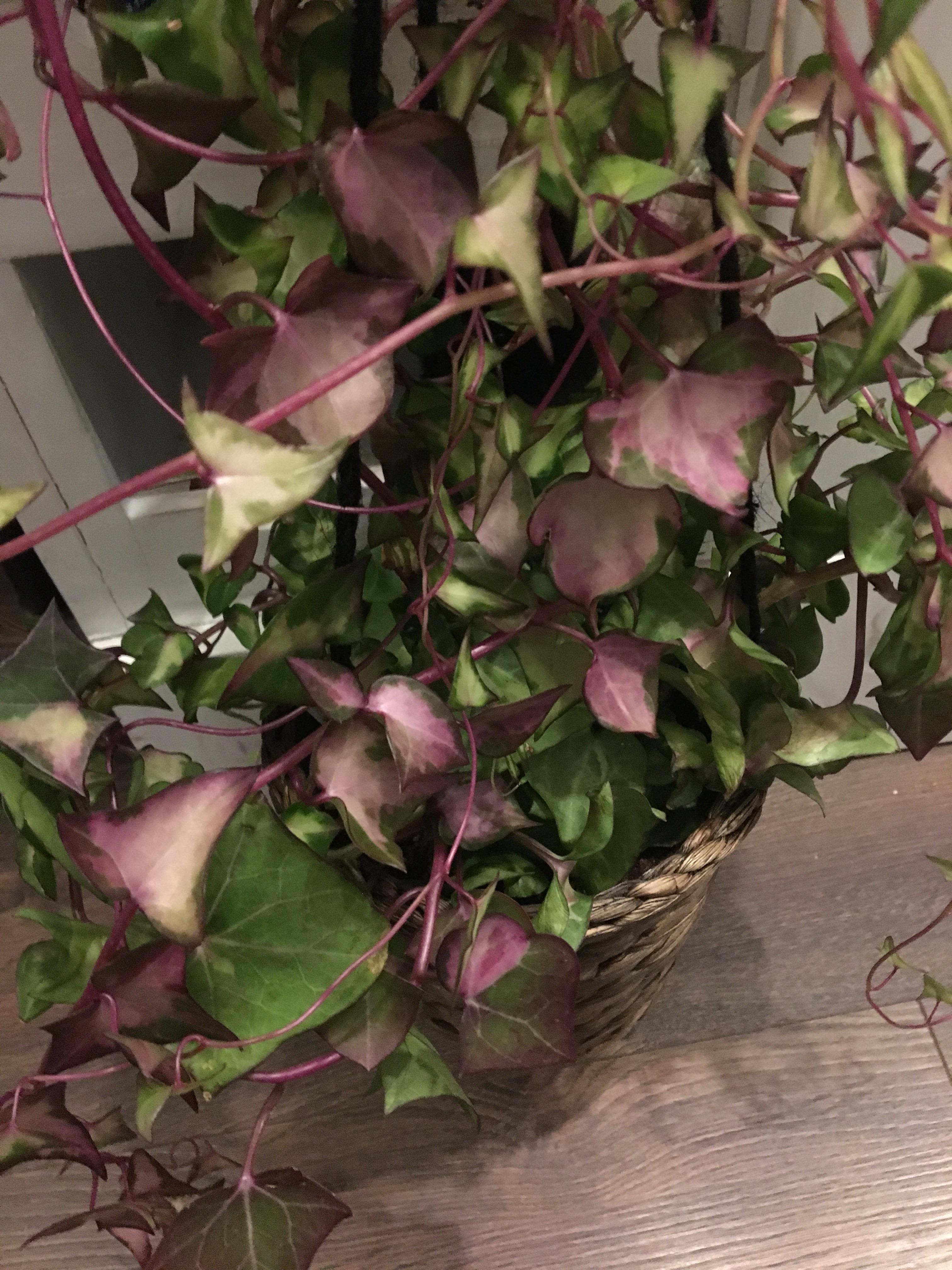 Is ivy dying? Leaves going purple? r/plants