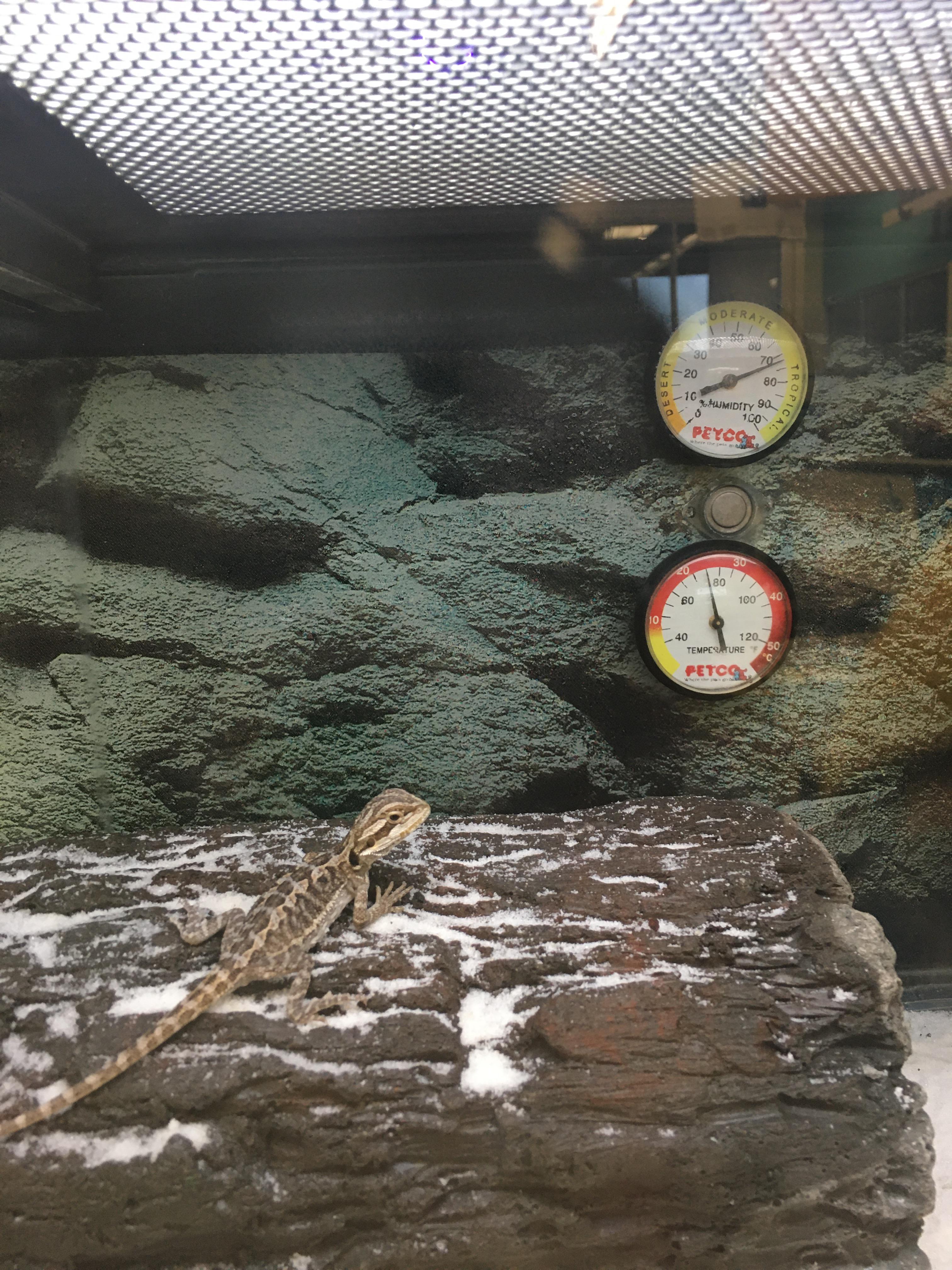 so Petco thinks it’s appropriate to have the bearded dragon enclosure