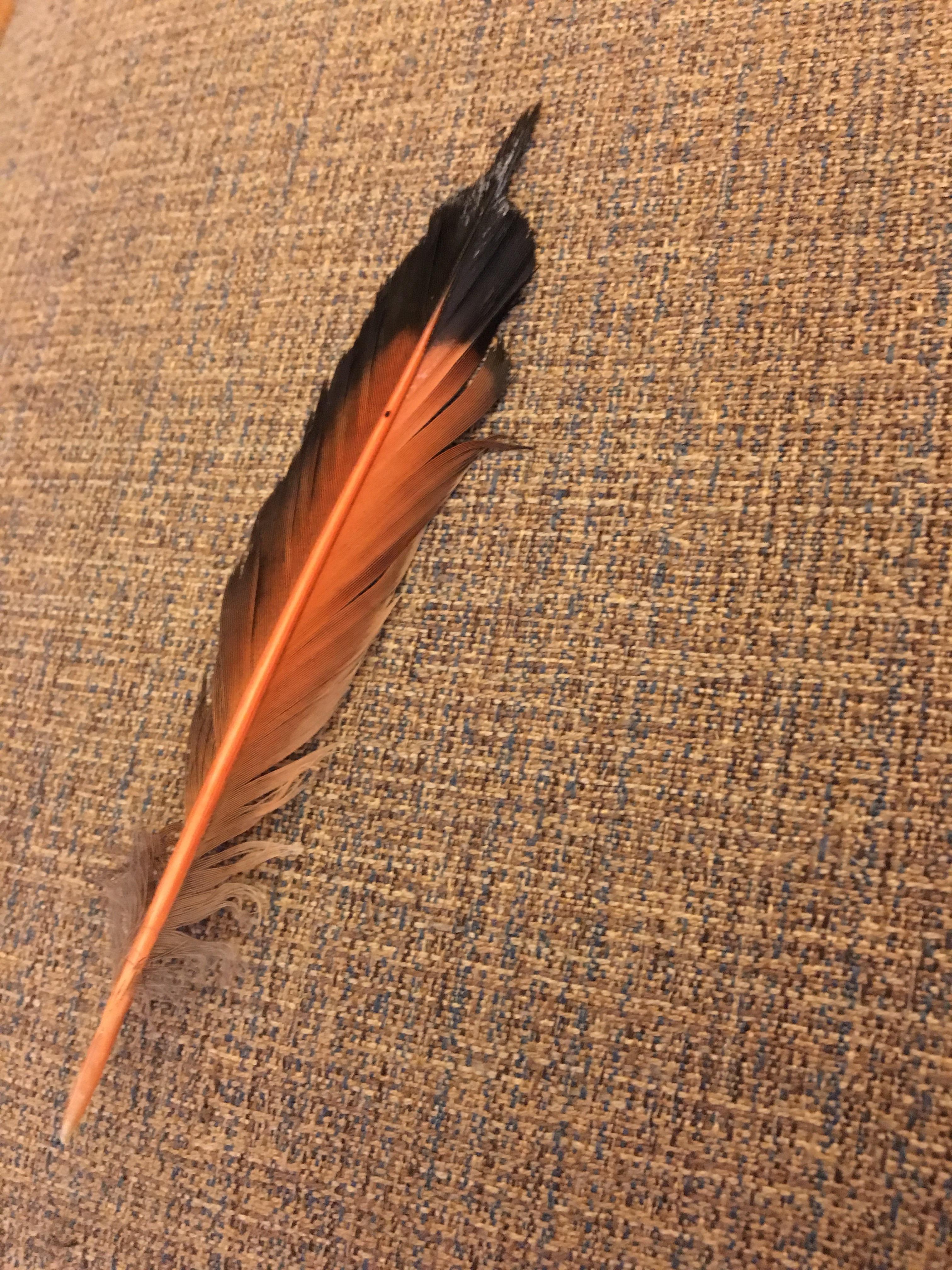 Can anyone identify the bird this feather belongs to? Portland, Oregon