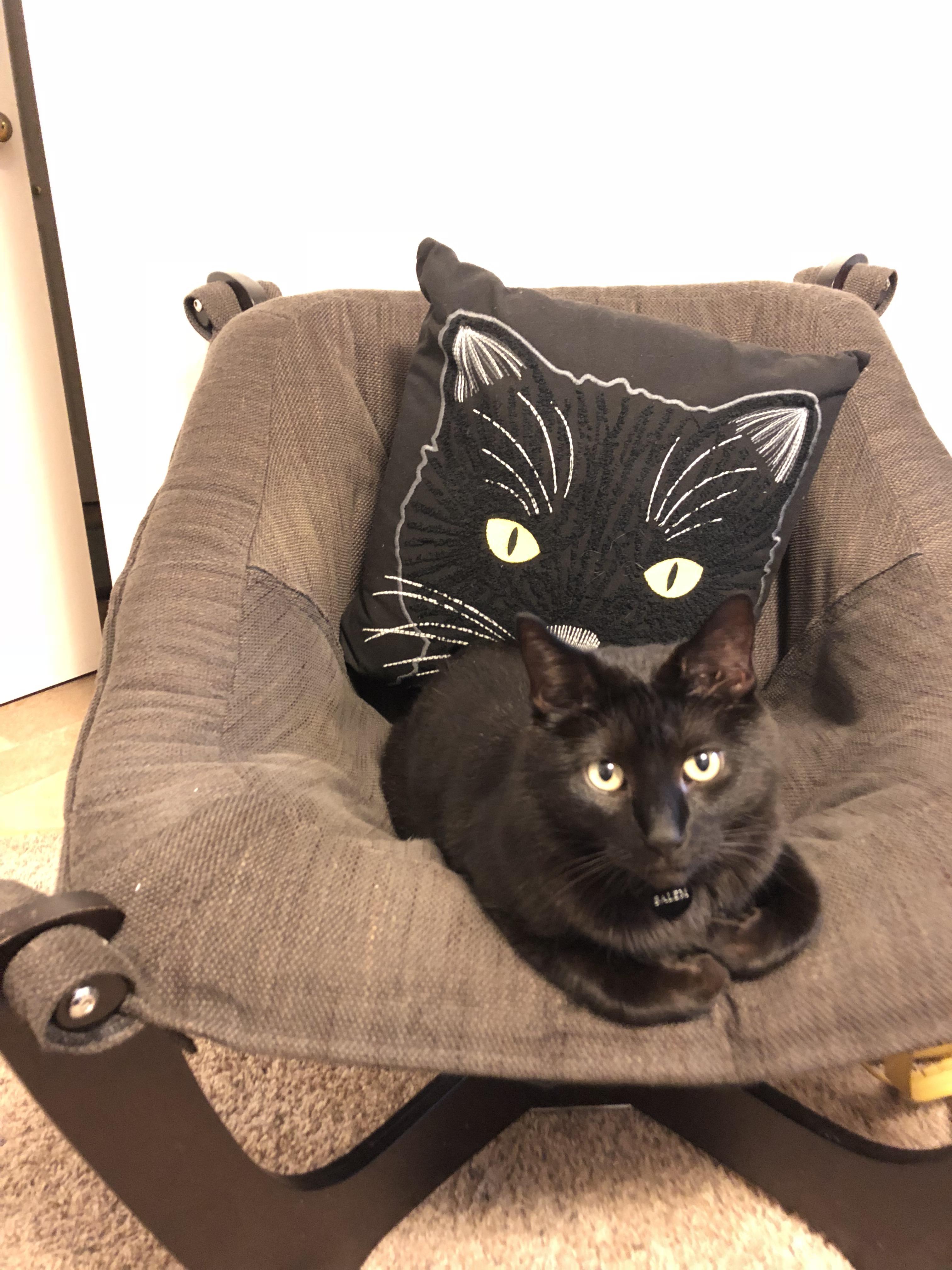 My cat looks like my pillow r/mildlyinteresting