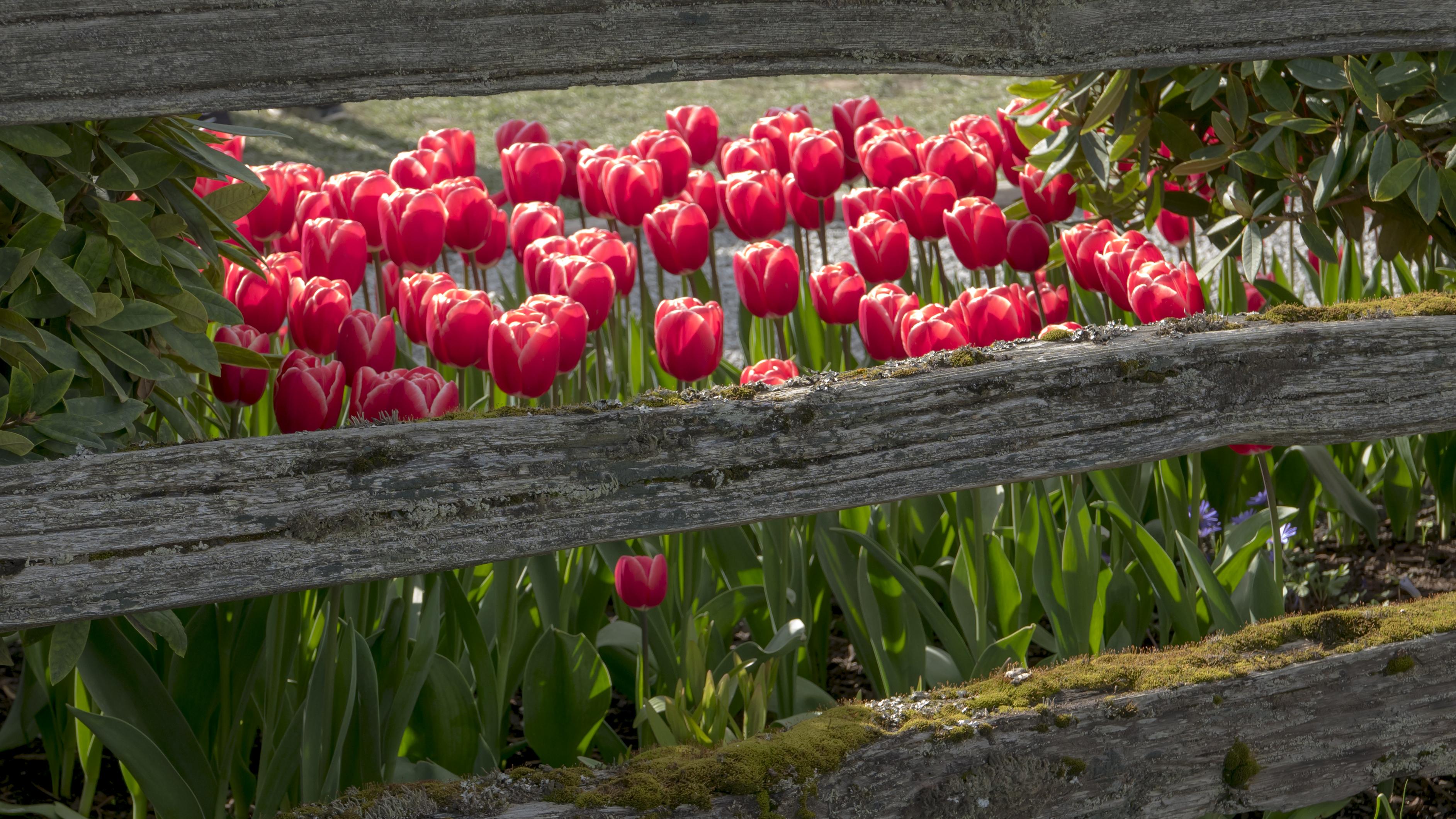 [TTM] Tulips behind fence in Mt. Vernon, WA. r/flowers