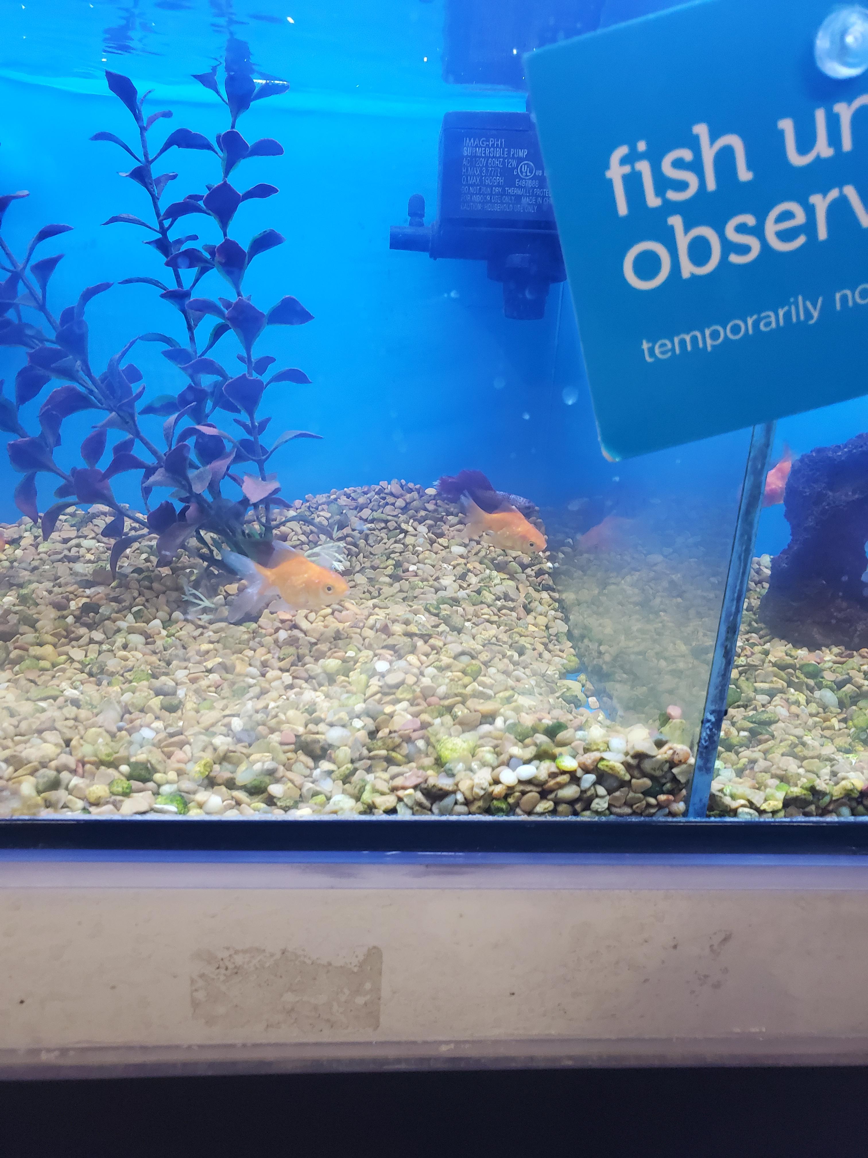 Petco reinventing the rules r/Aquariums