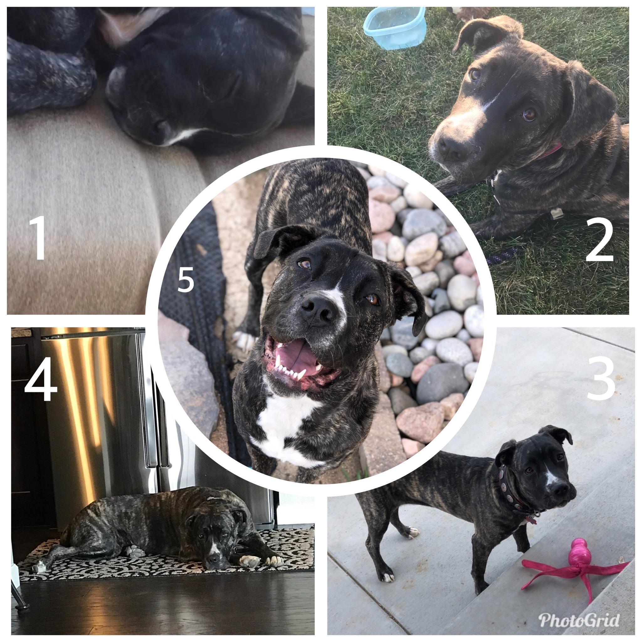 79+ Cane Corso Grown Up l2sanpiero