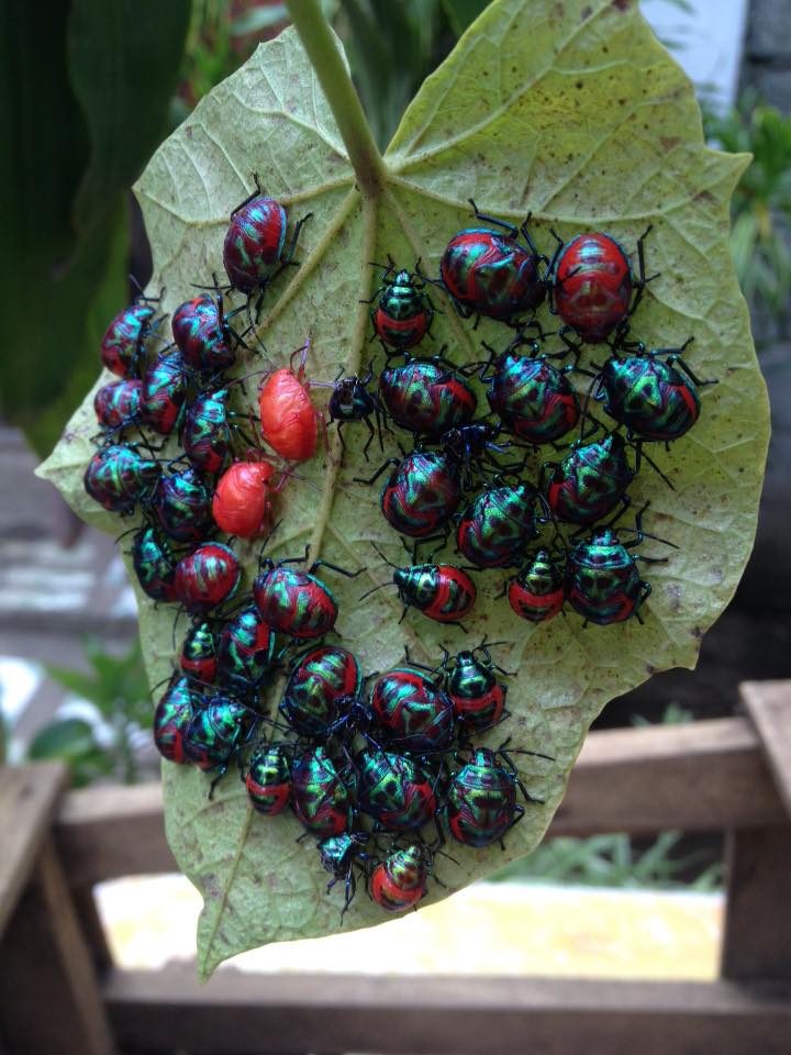 [Philippines] Bugs found in the Philippines, clustered under a leaf