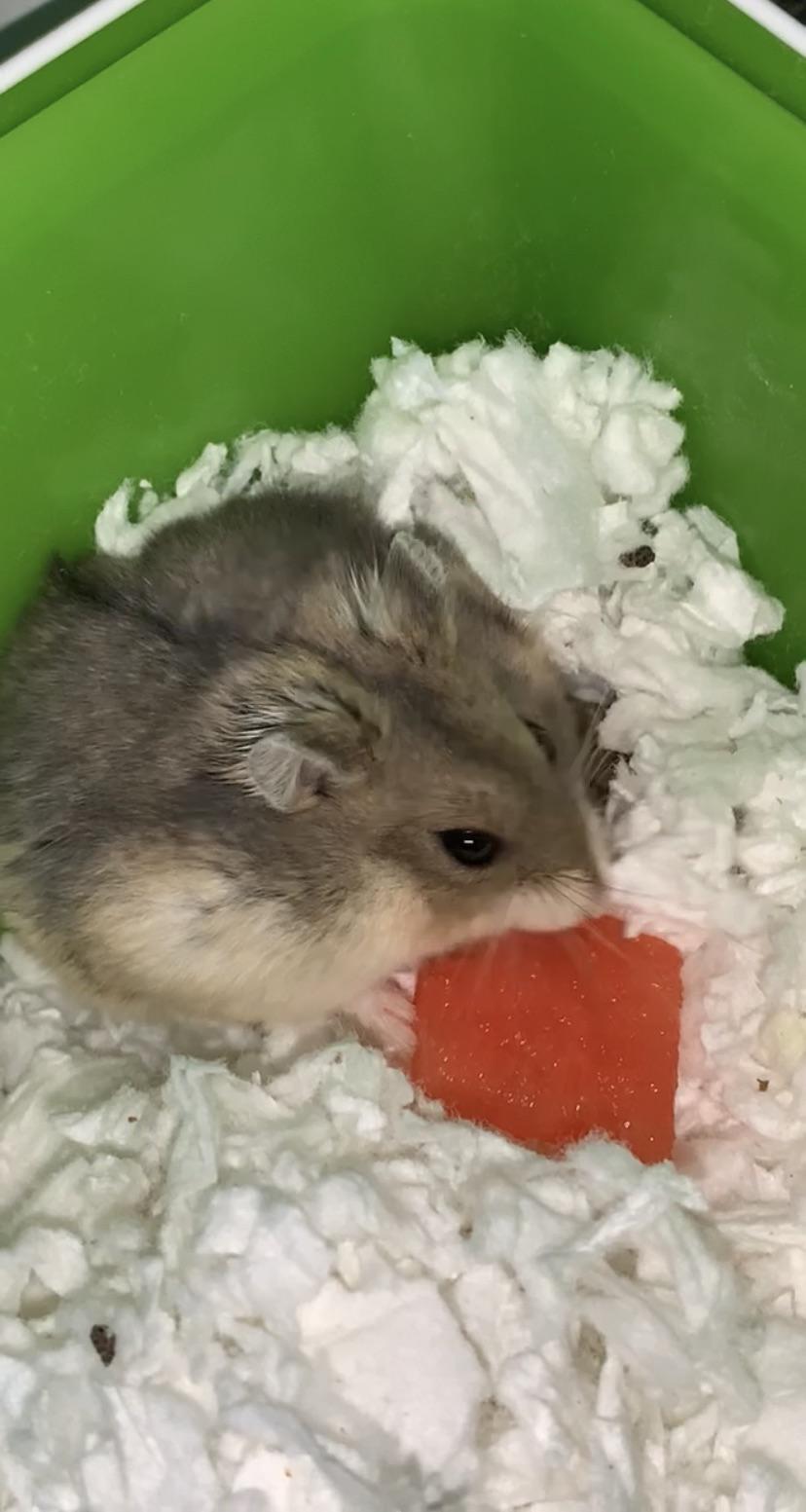 Is it fine to give my hamster cold fruits like watermelon during hot