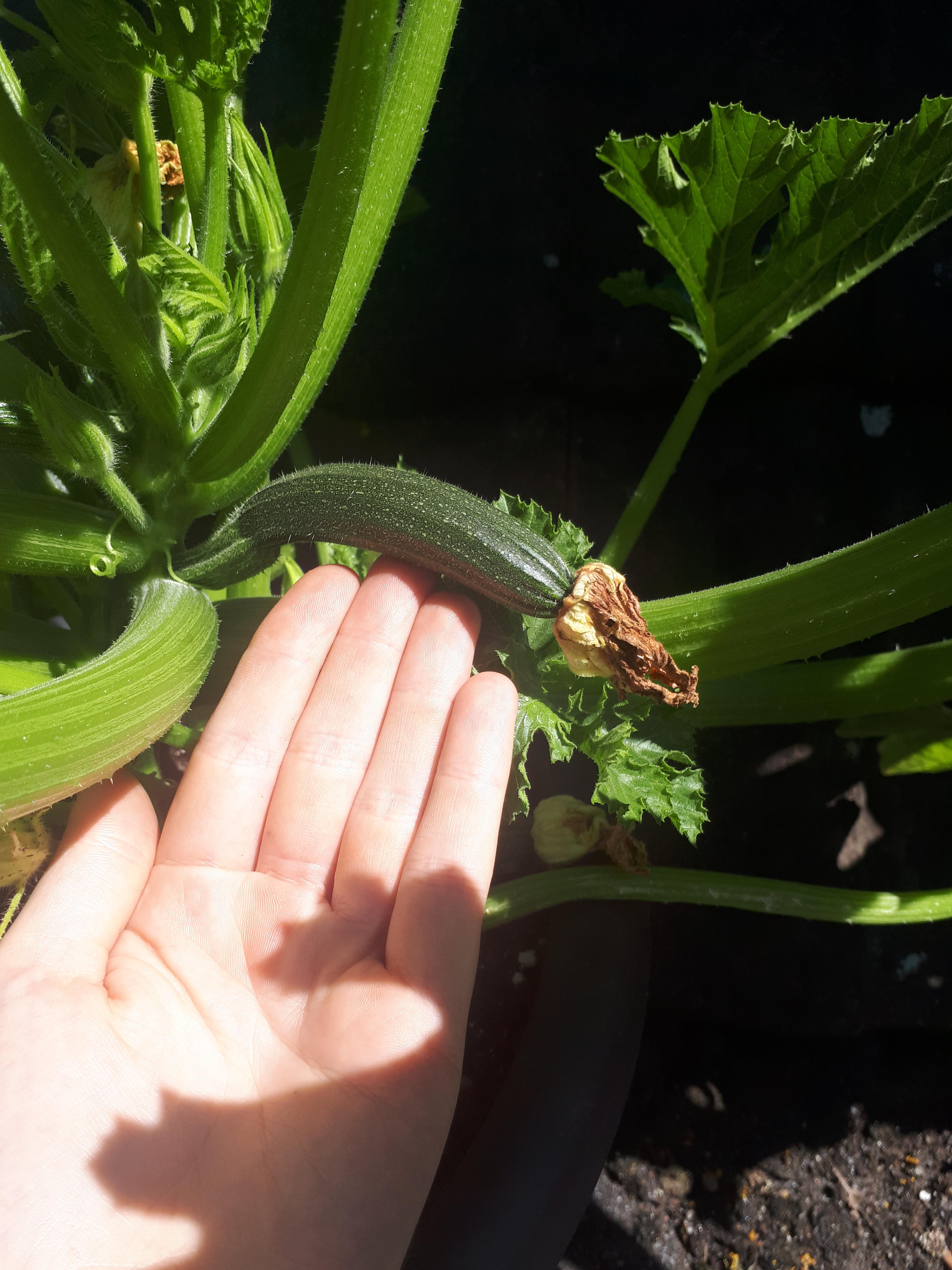 The flower is dead but the courgette is still small. Will it grow more