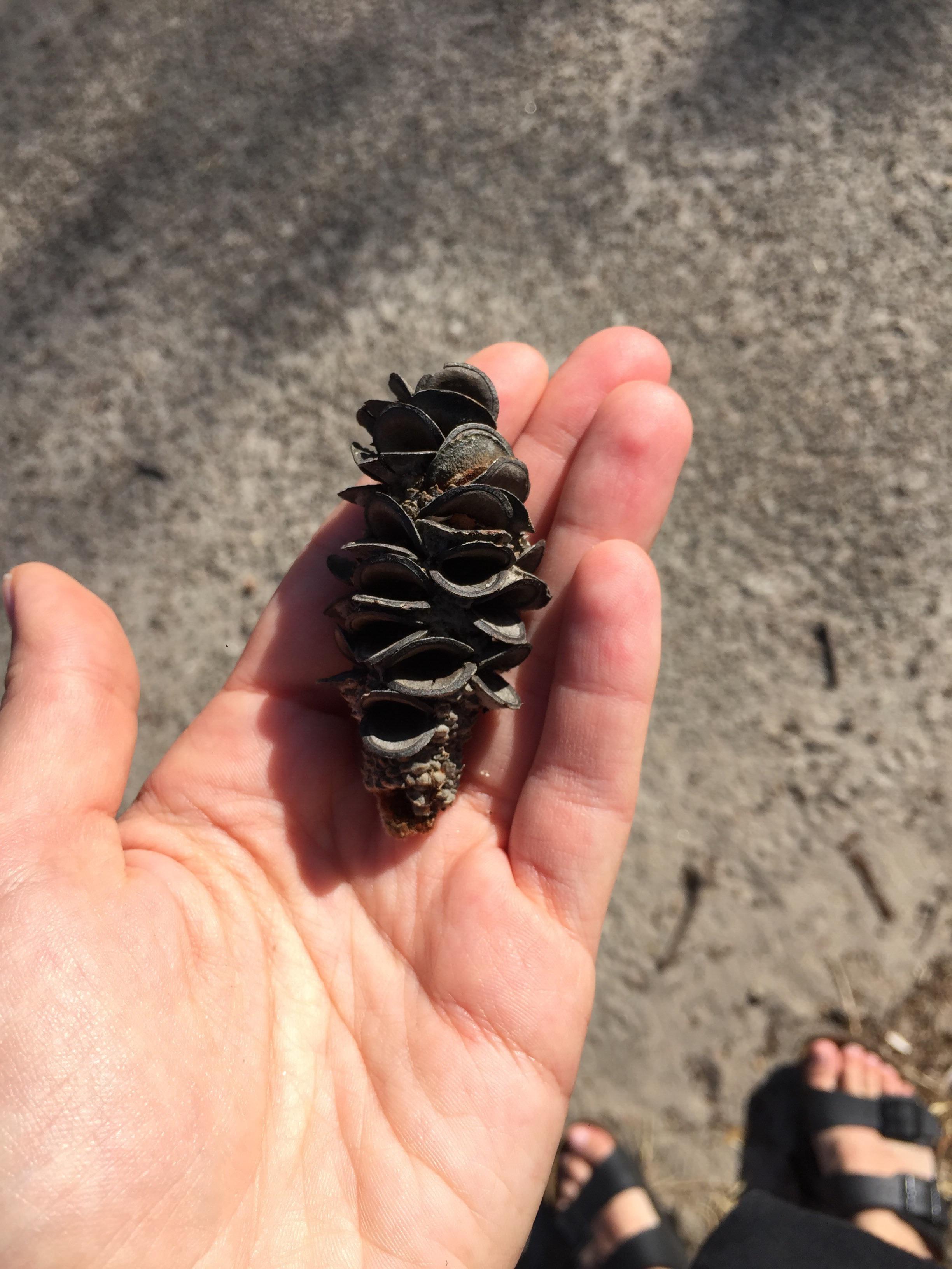 Do you know what kind of pine cone is this? Found in the mornington
