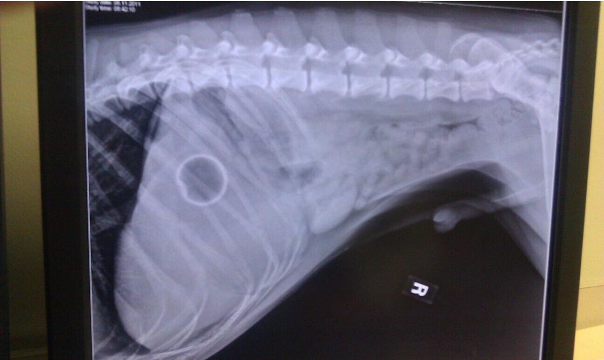 My dog swallowed a small ball. r/mildlyinteresting