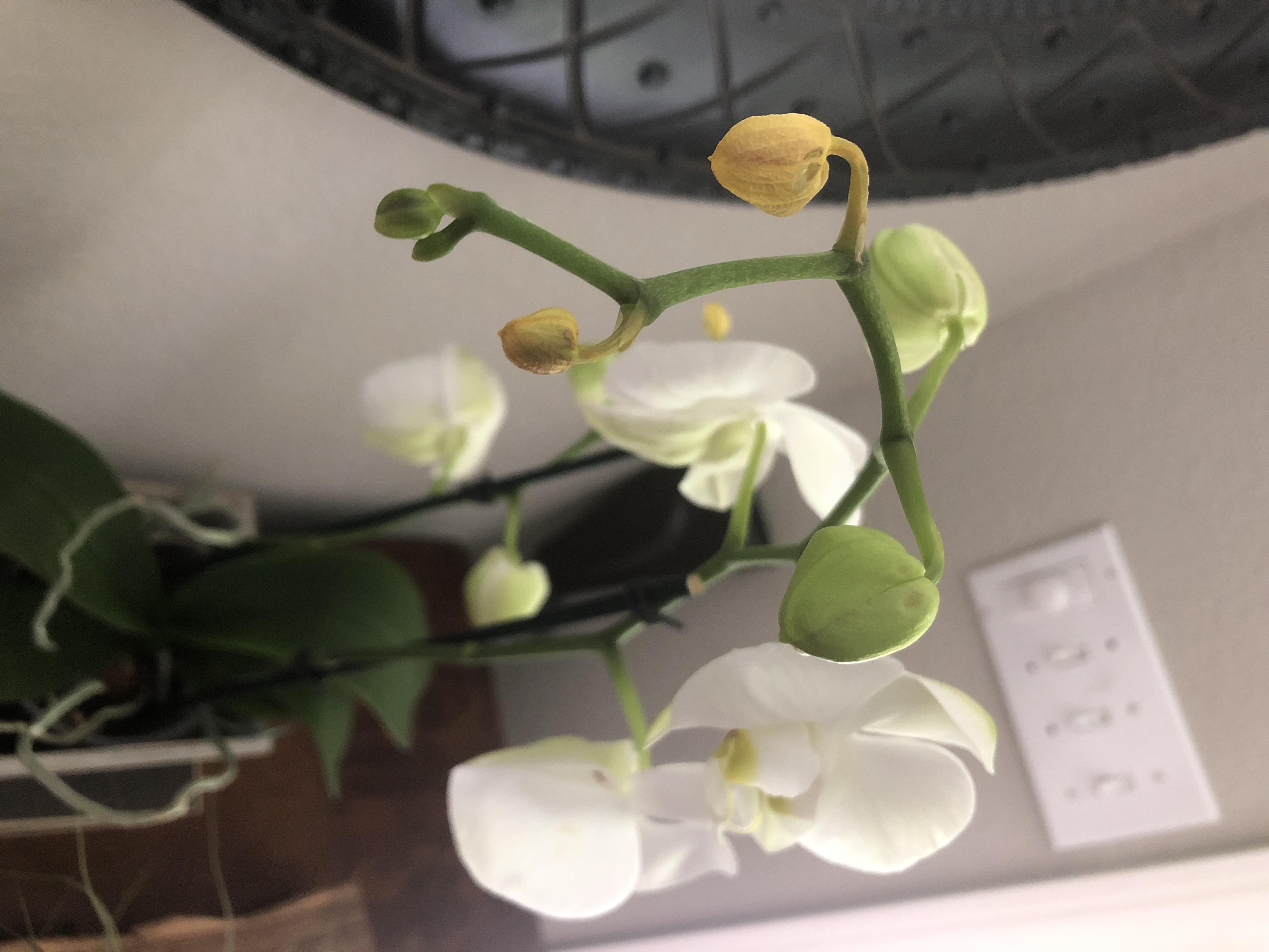 This orchid is relatively new in my home and the young buds are turning