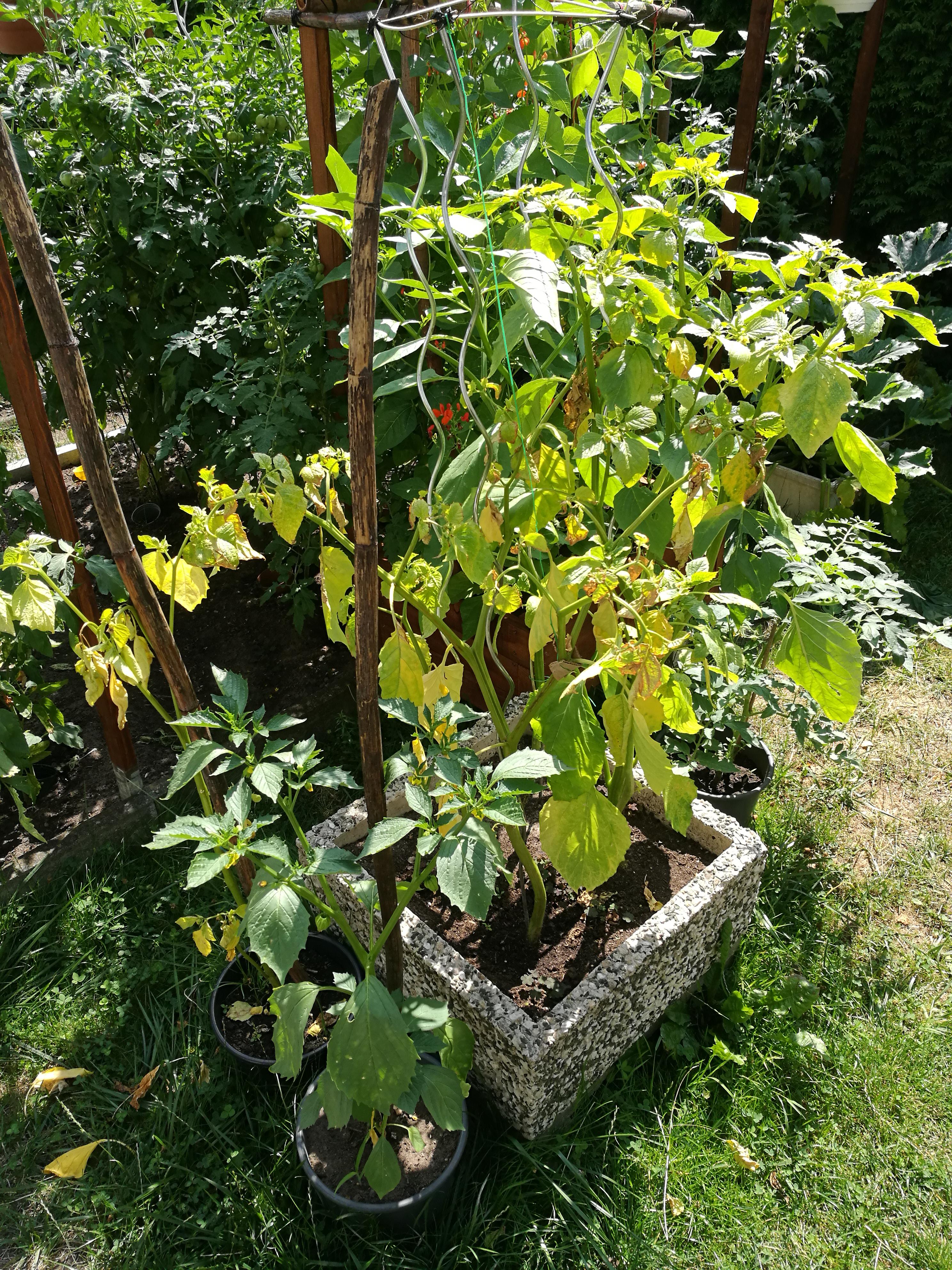 Help? Why are My Tomatillos Dying? (And Only Half of Them?) r/gardening