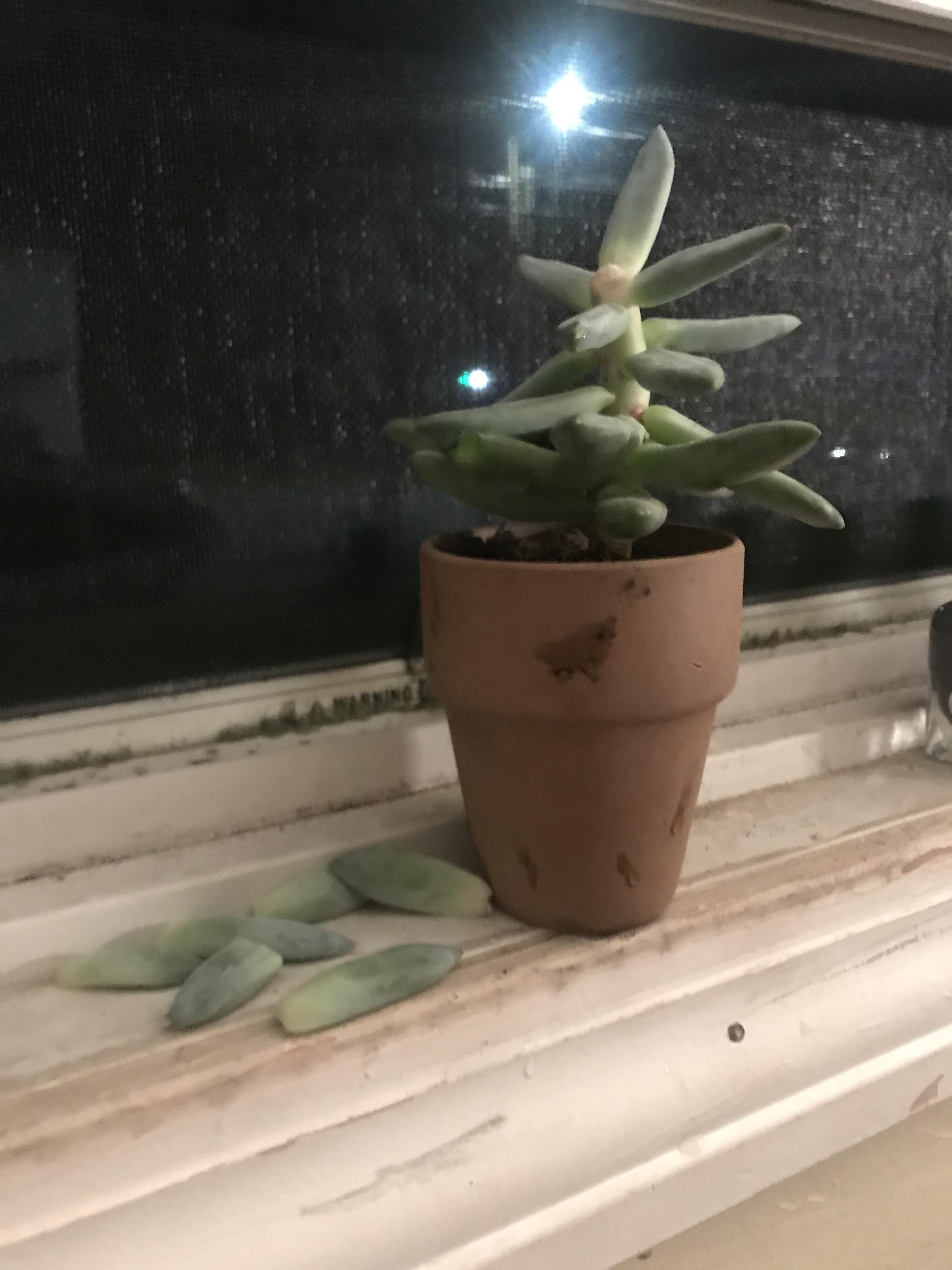 My succulent fell off my windowsill and some of its leaves broke off
