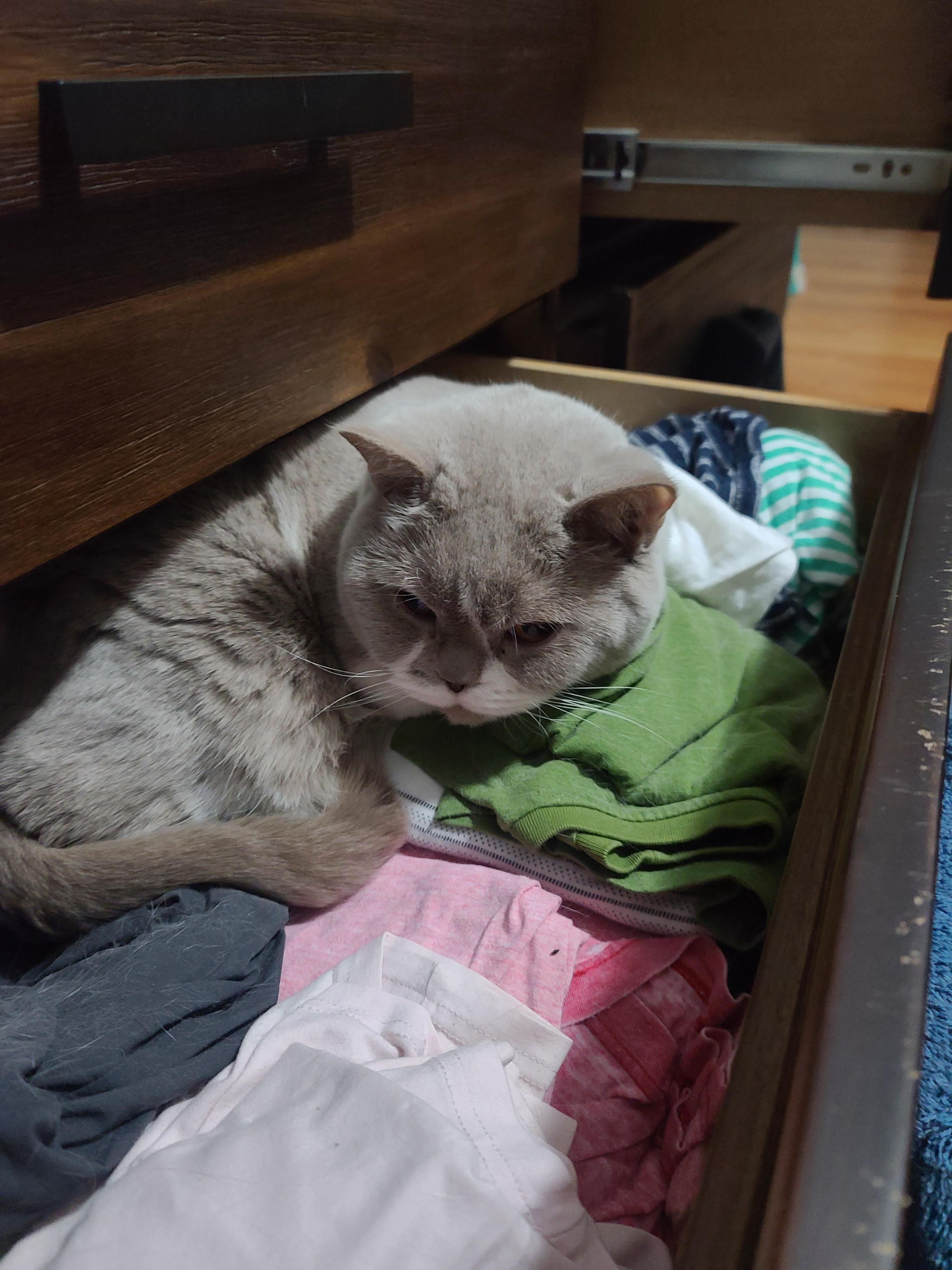 She opened the drawer in background to climb into closed drawer to