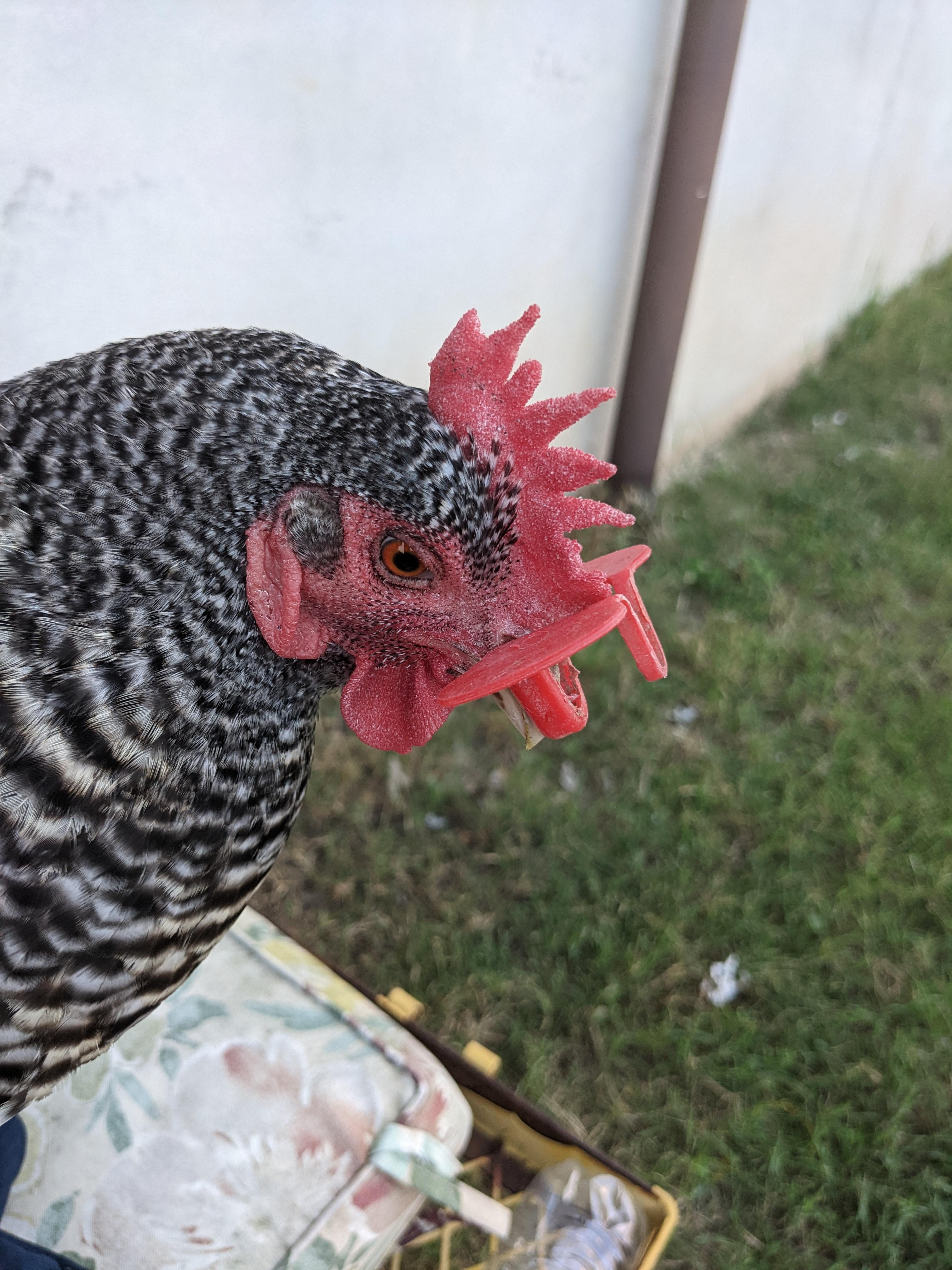 Petunia was growling r/chickens