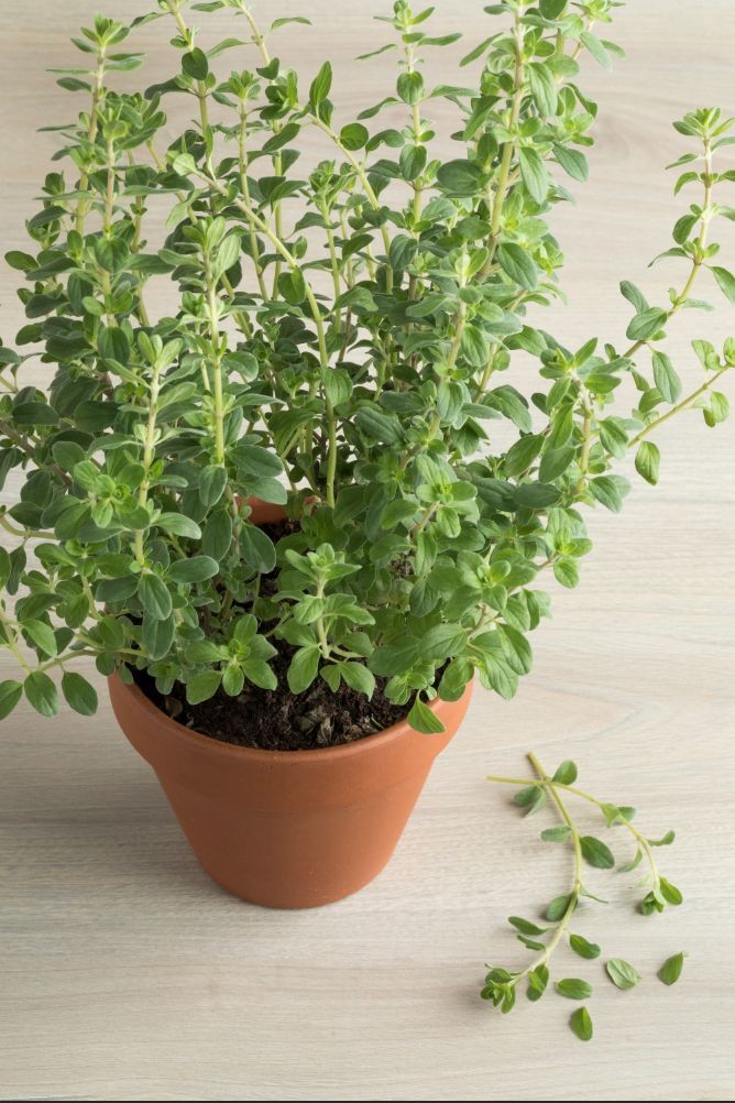 Hello community, does anyone know how to maintain the oregano plant? I