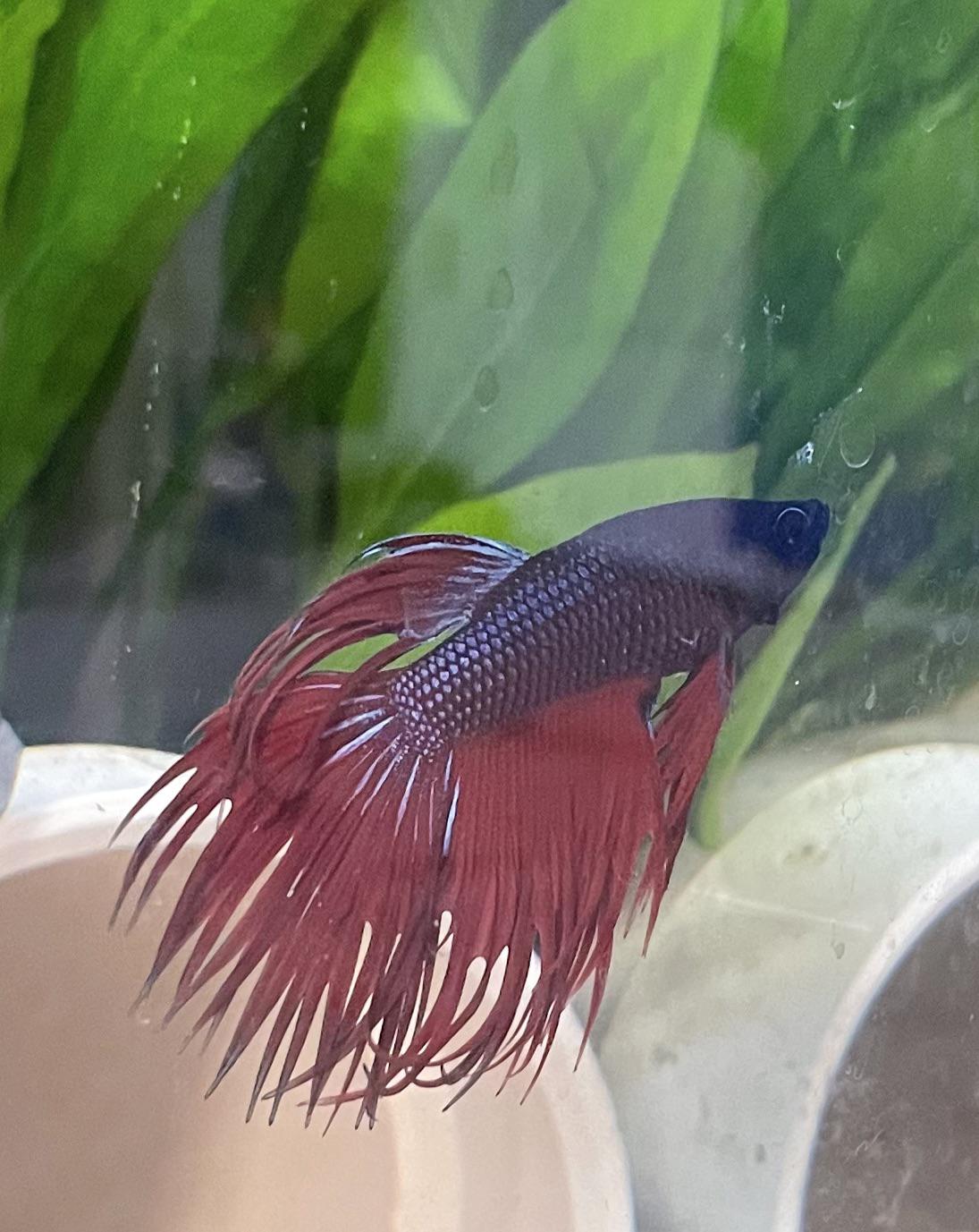 762 best Fin Rot images on Pholder Bettafish, Aquariums and Goldfish