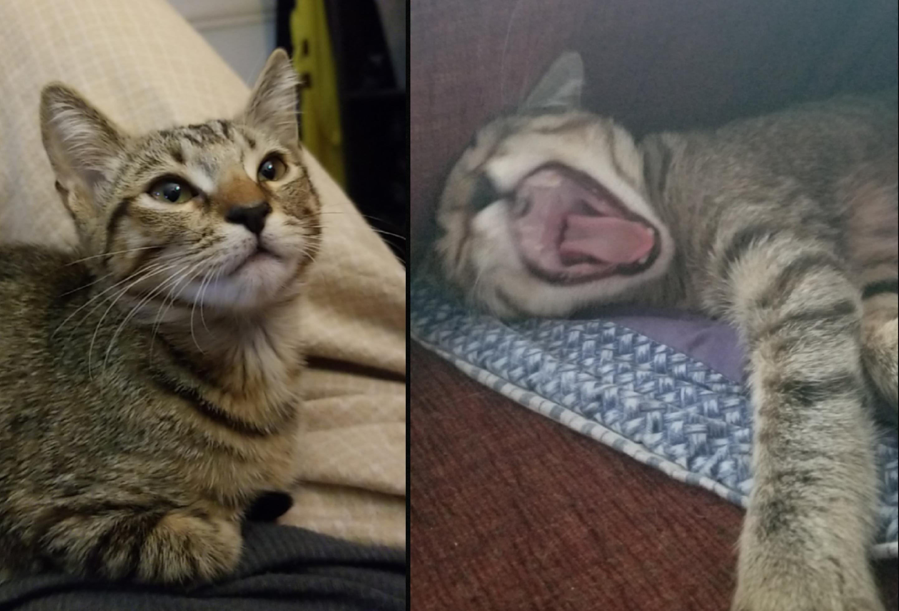 Are cats allowed? r/PrettyGirlsUglyFaces