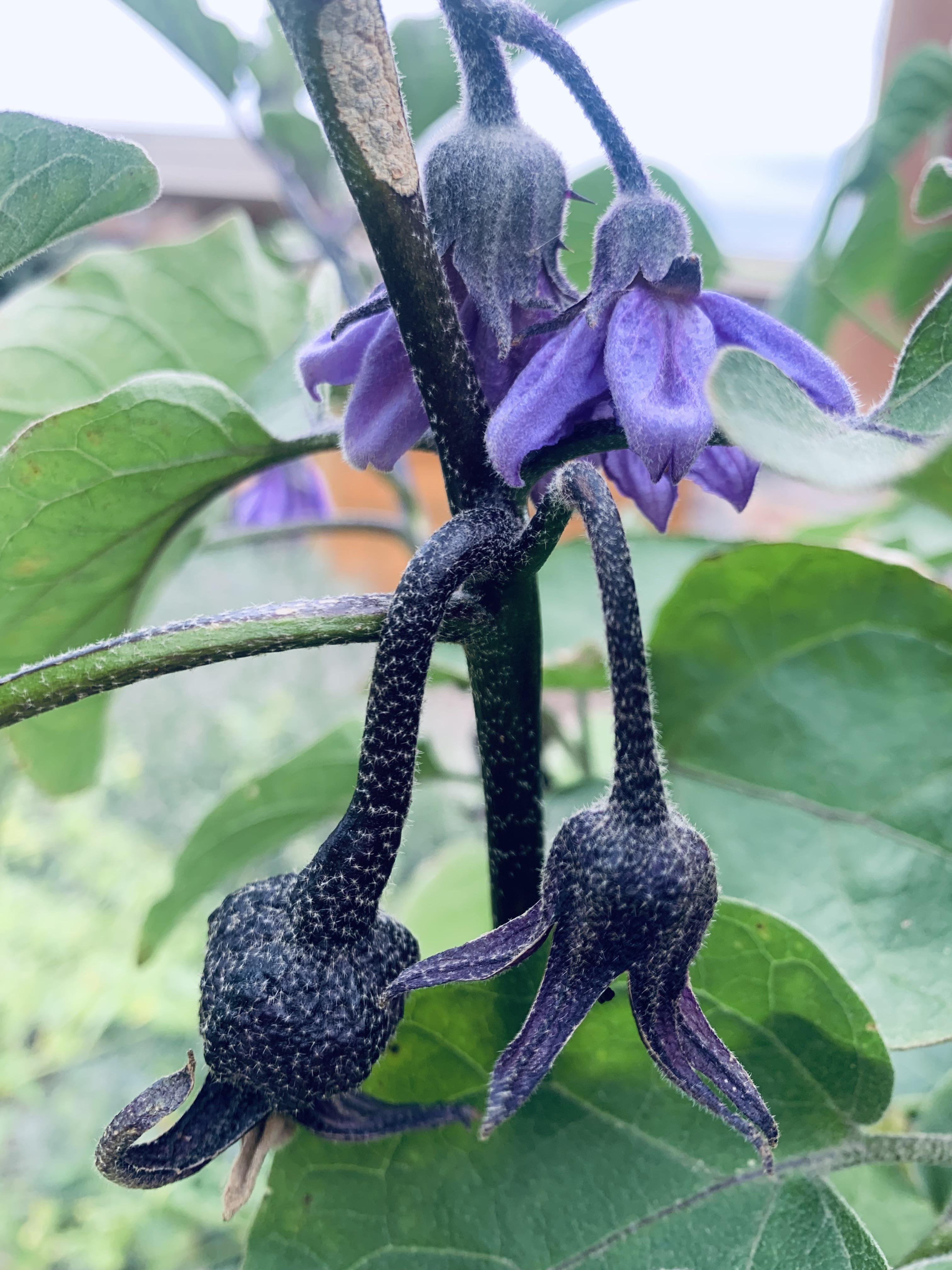aubergine flowers 🍆 r/gardening