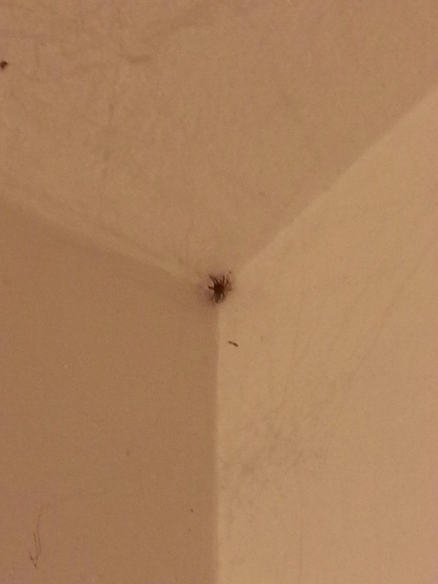 This spider is sitting in the corner of my wall, but looks like it