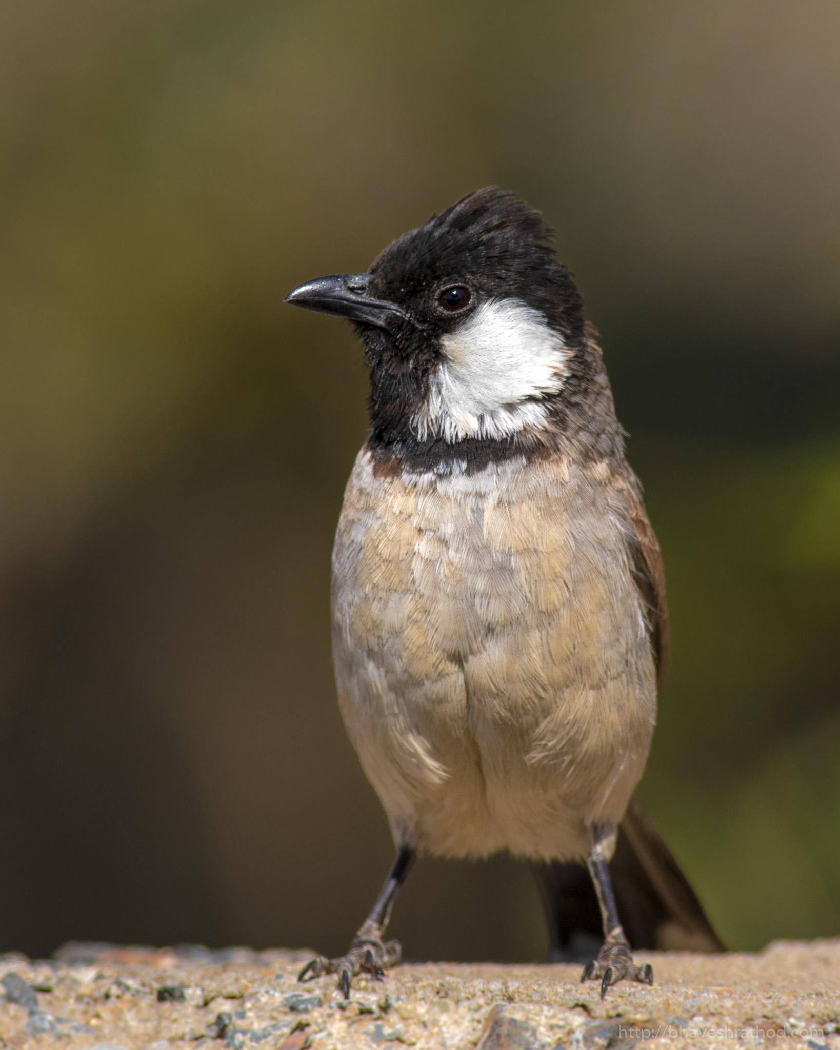 Whiteeared Bulbul Pycnonotus leucotis Lodai, Gujarat, India