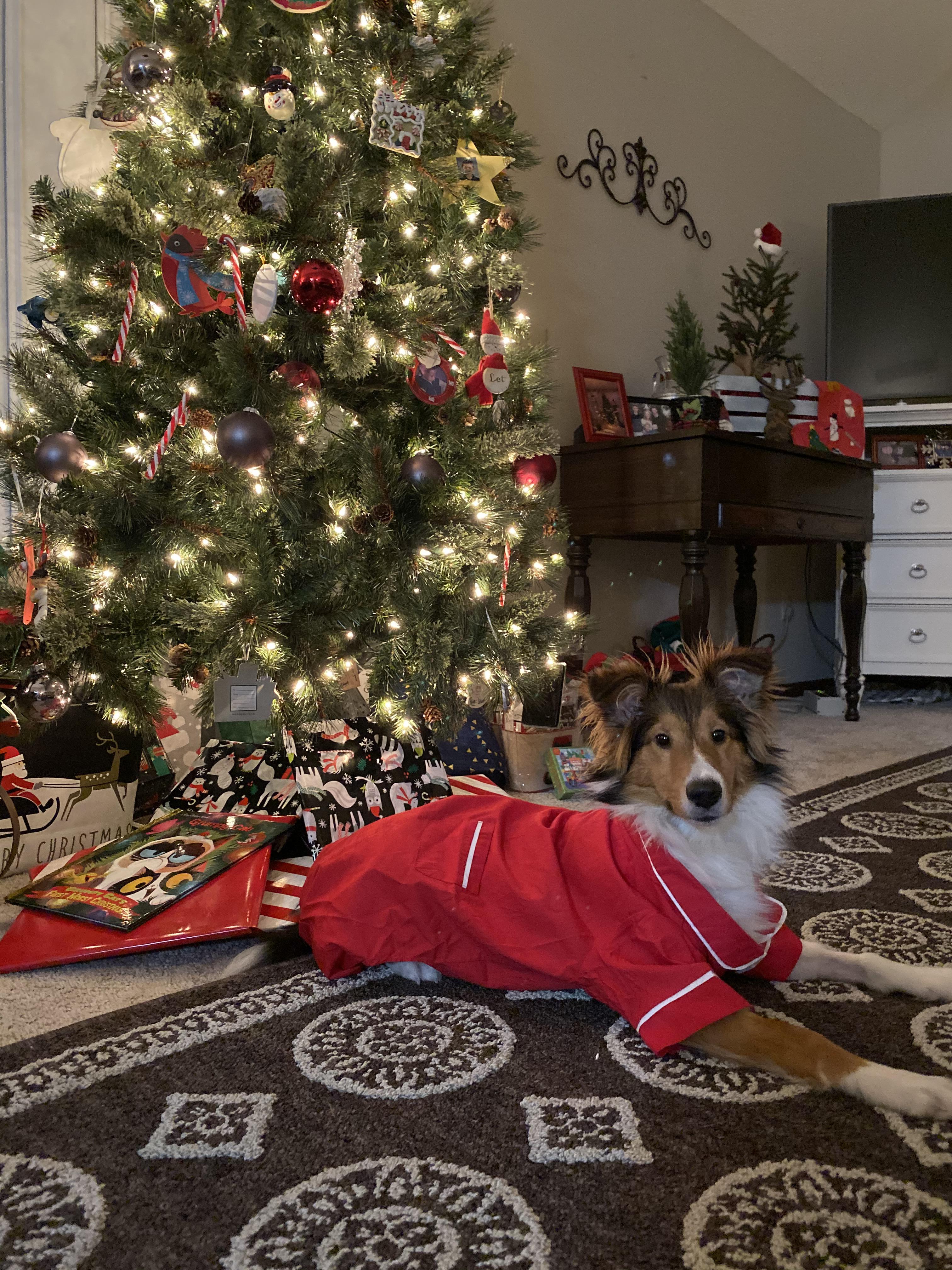 Ready for bed r/sheltie