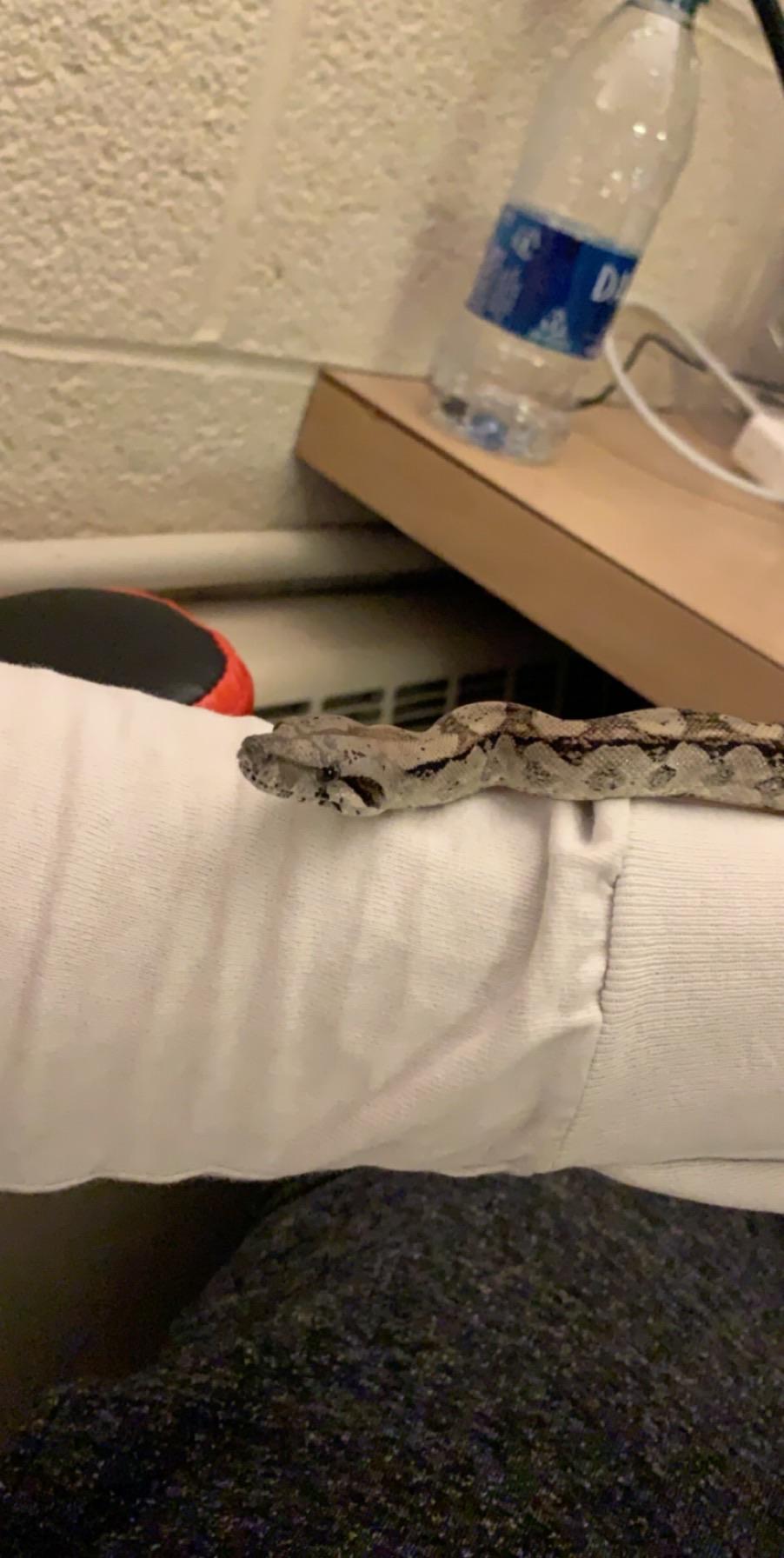 What size rats should I feed my guy at 150ish grams? Currently doing