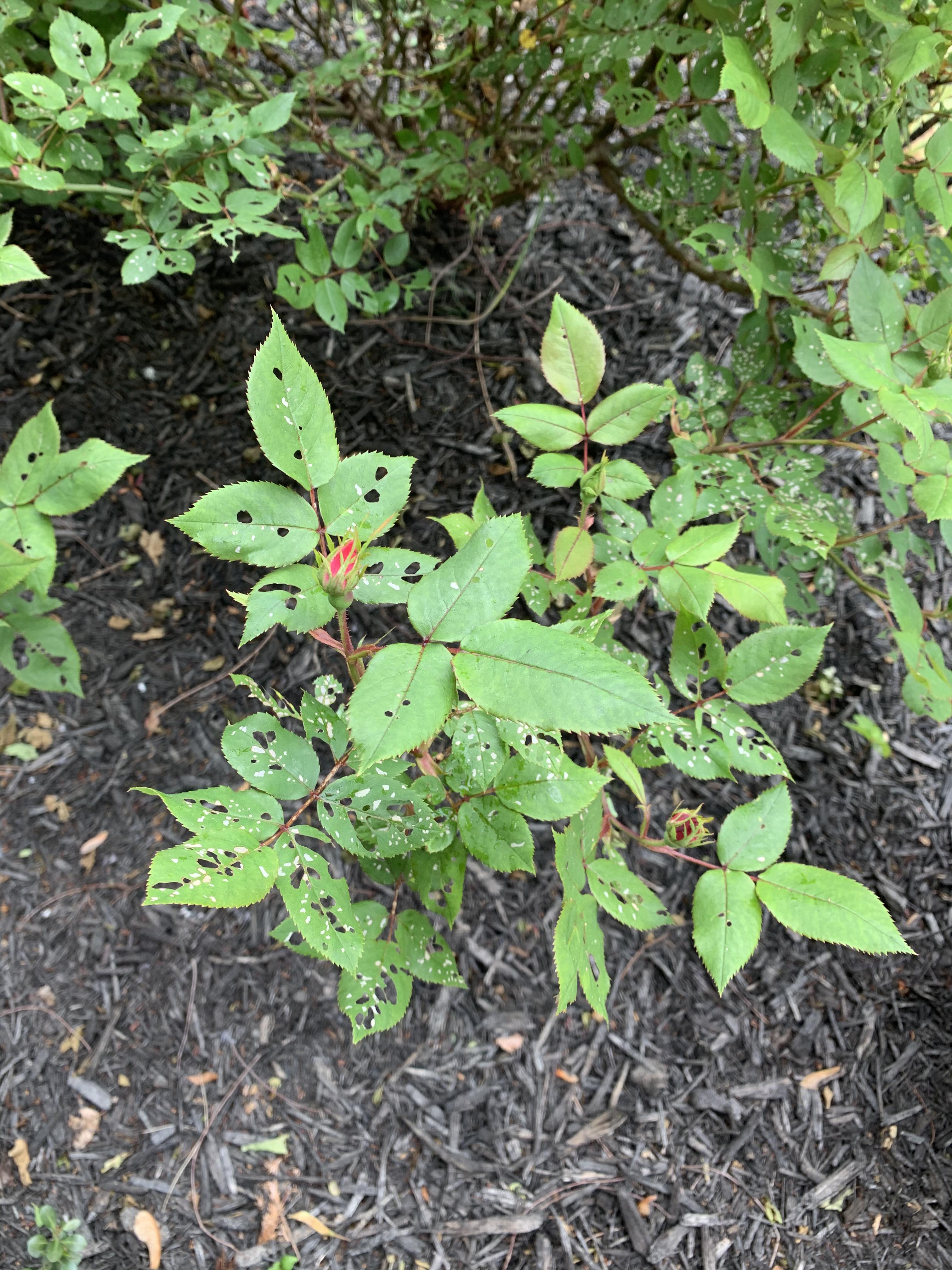 Can anyone help with what’s eating my rose bushes, and how to treat it