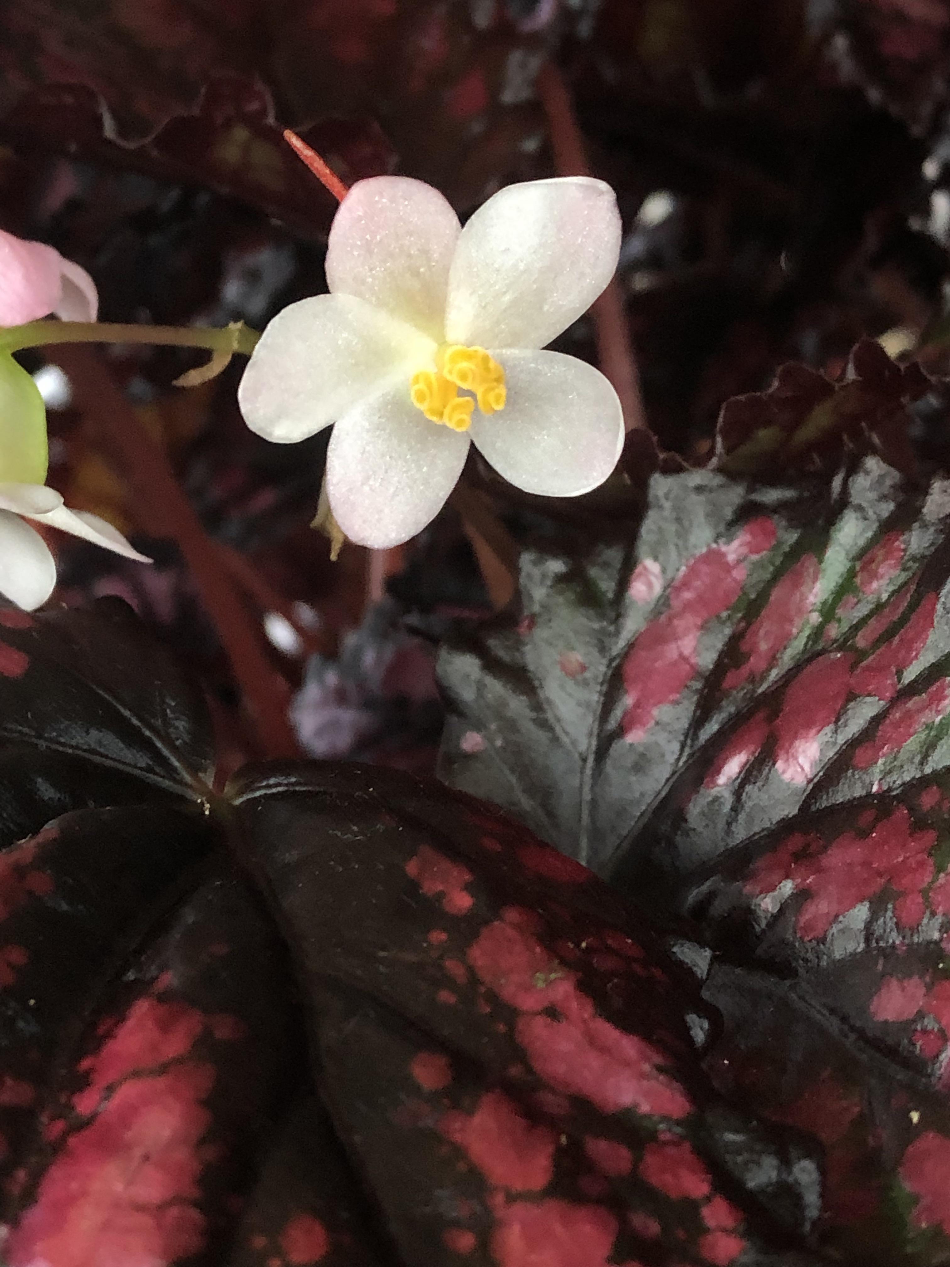 Male or female? begonias