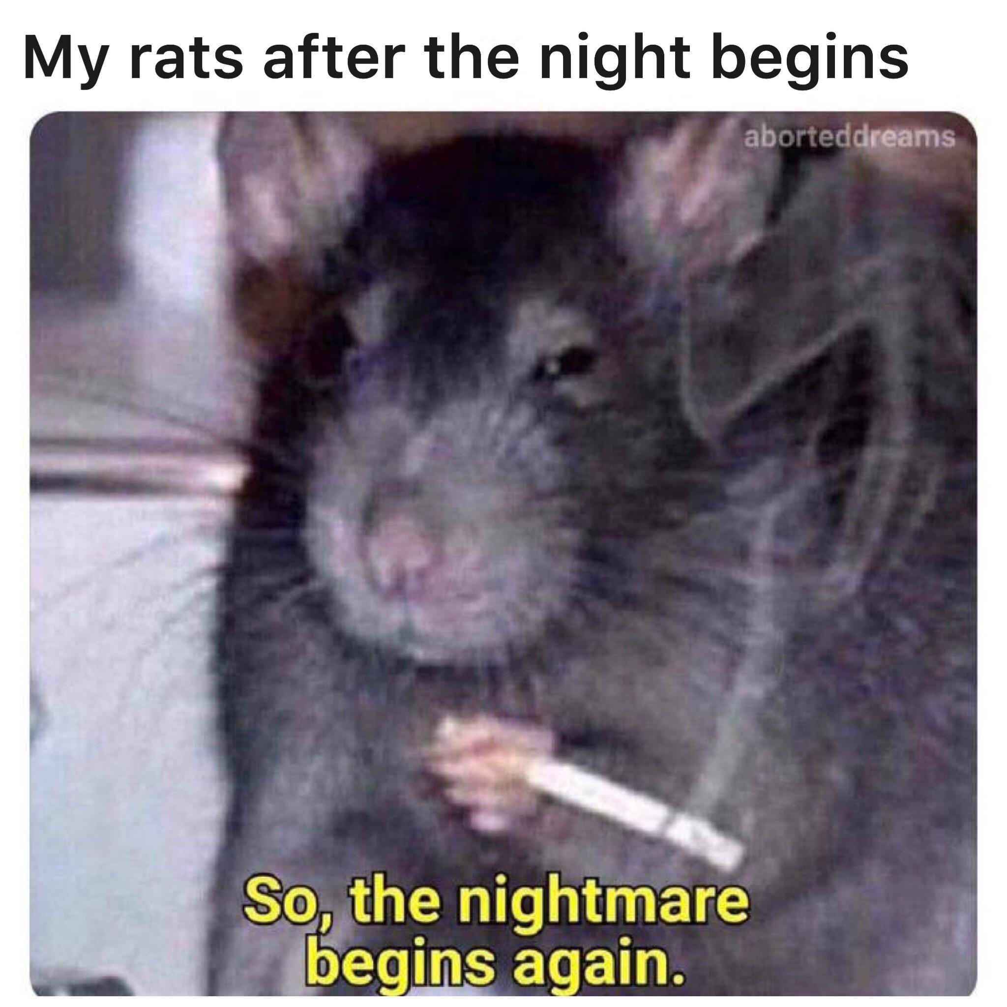 They’re SO LOUD RATS