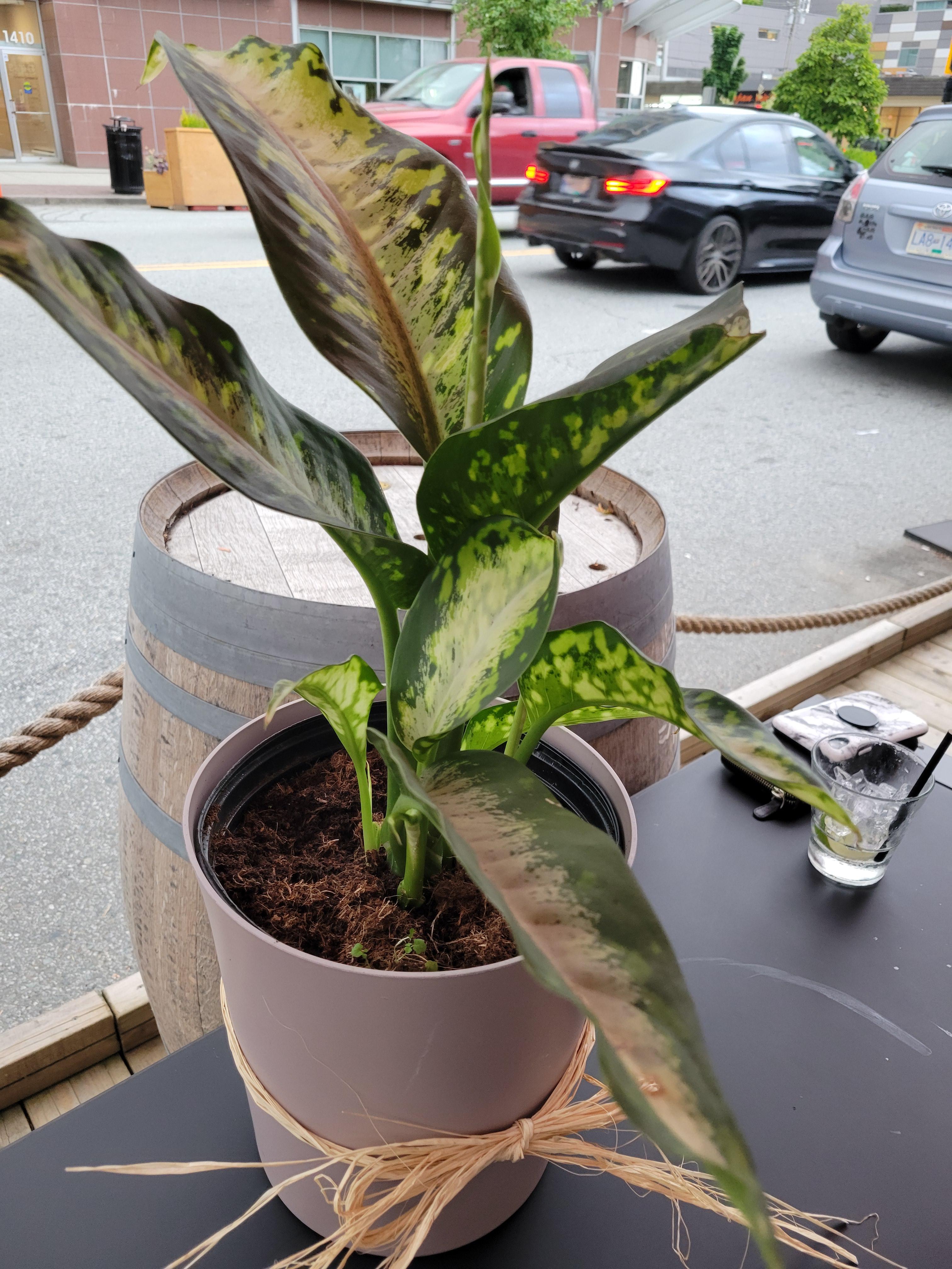 My friend bought me this plant as a housewarming gift. What is it? r