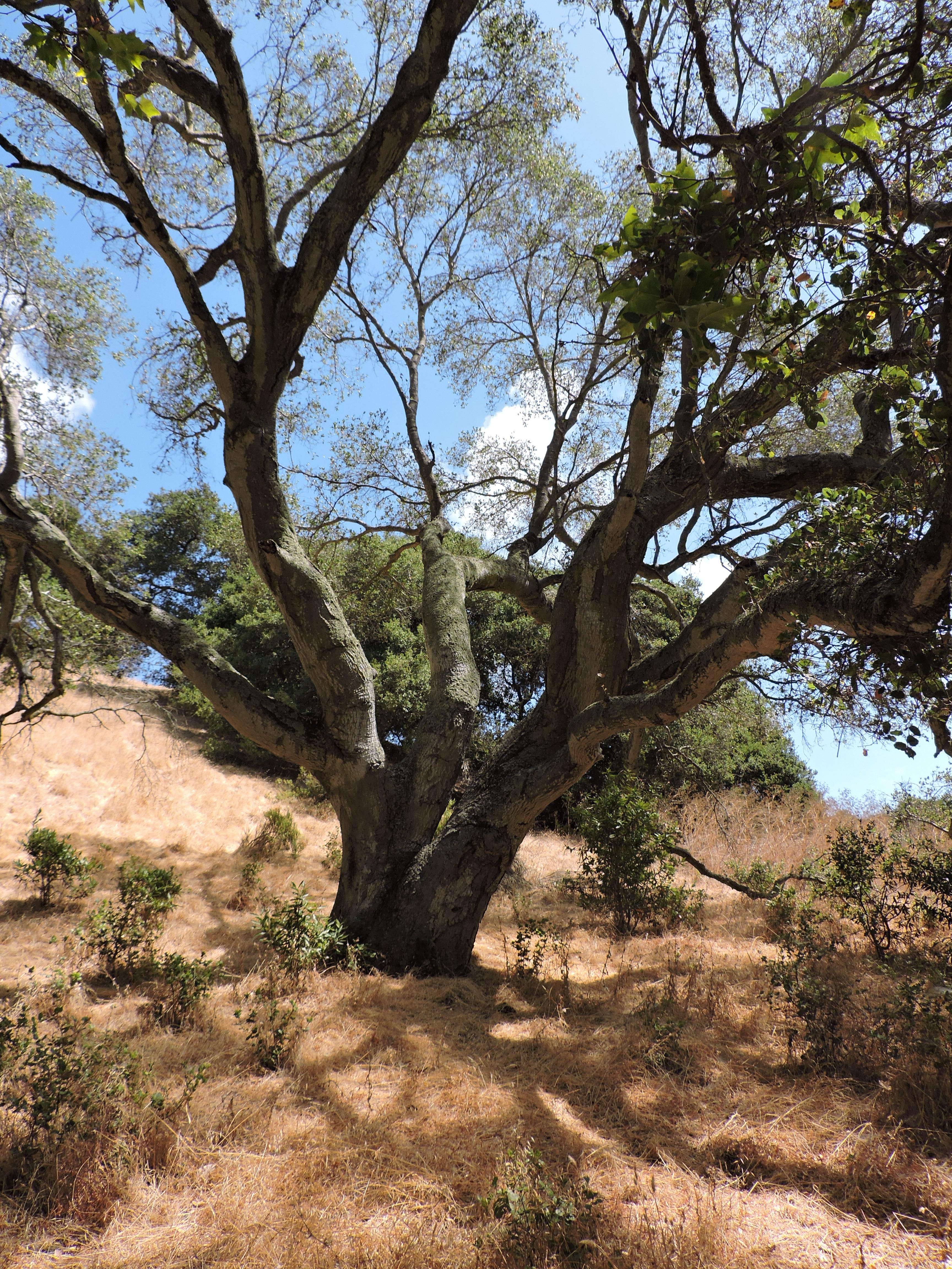 Hayward Hills, CA [OC] [3456x4608] r/EarthPorn
