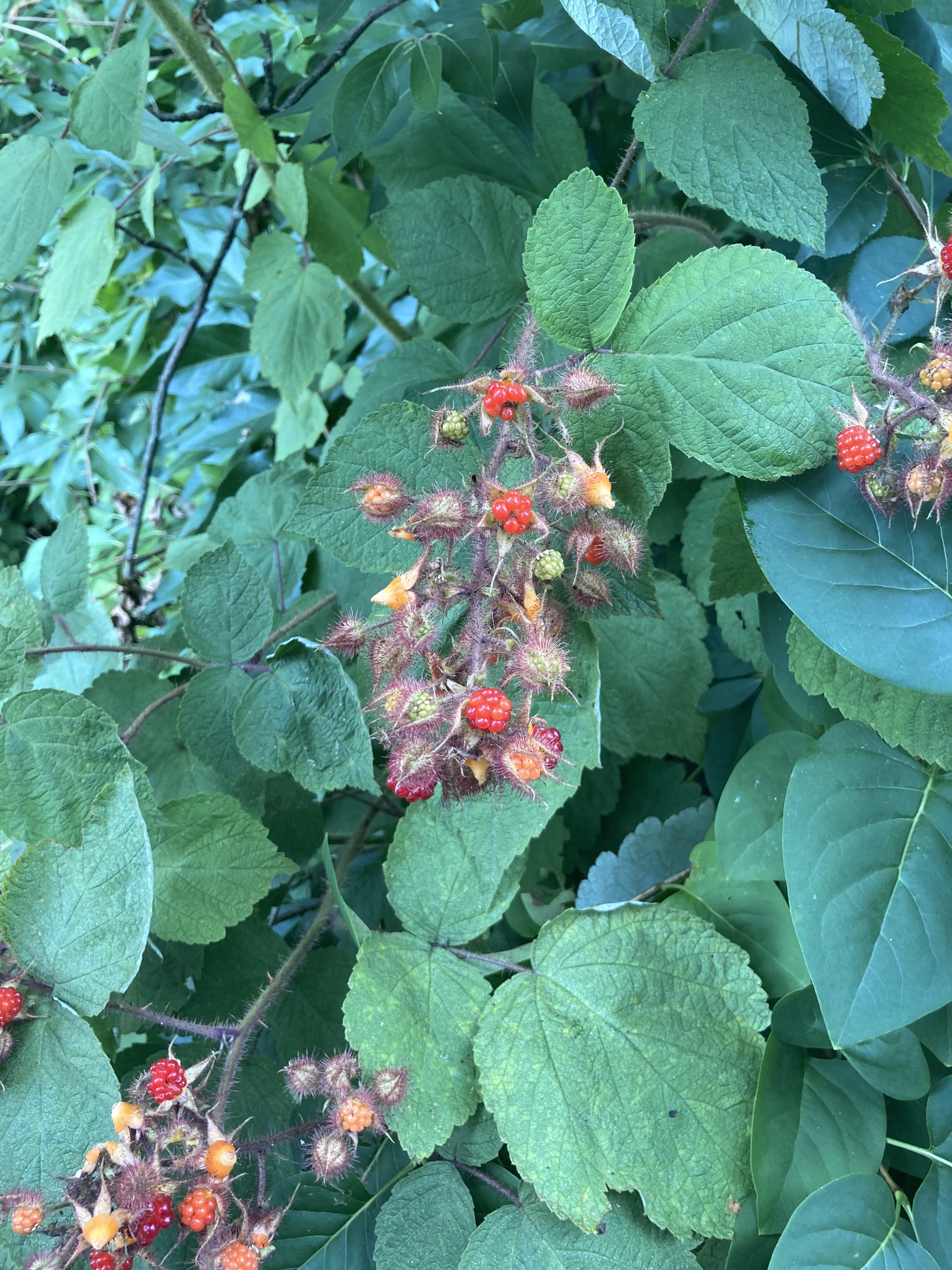 Raspberry Season in SE Penn. My snack while on the “street”! r/USPS