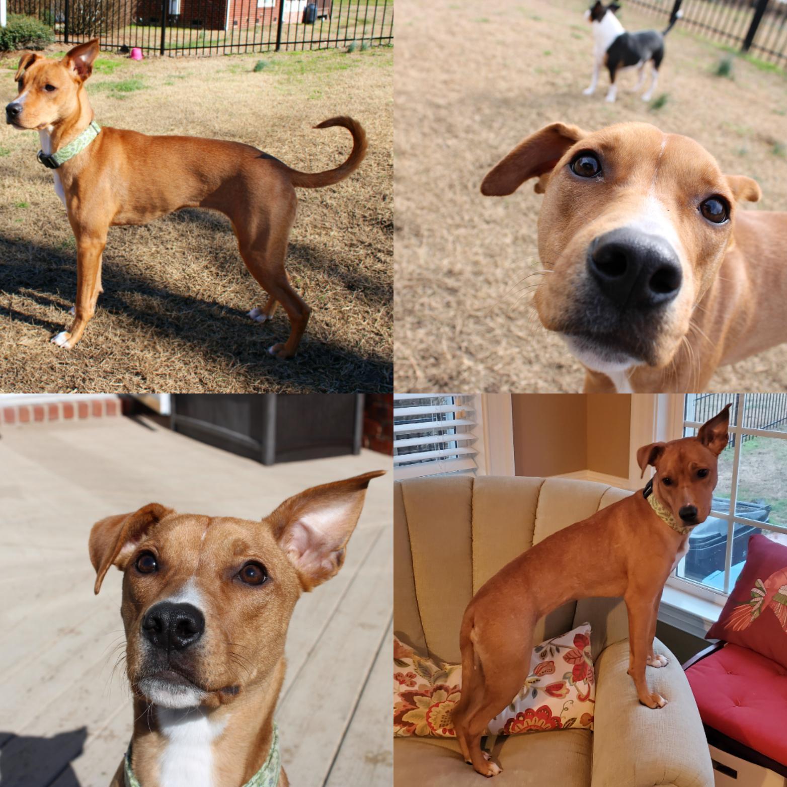 Rescue said she may be Carolina dog mix. Came from rural North Carolina