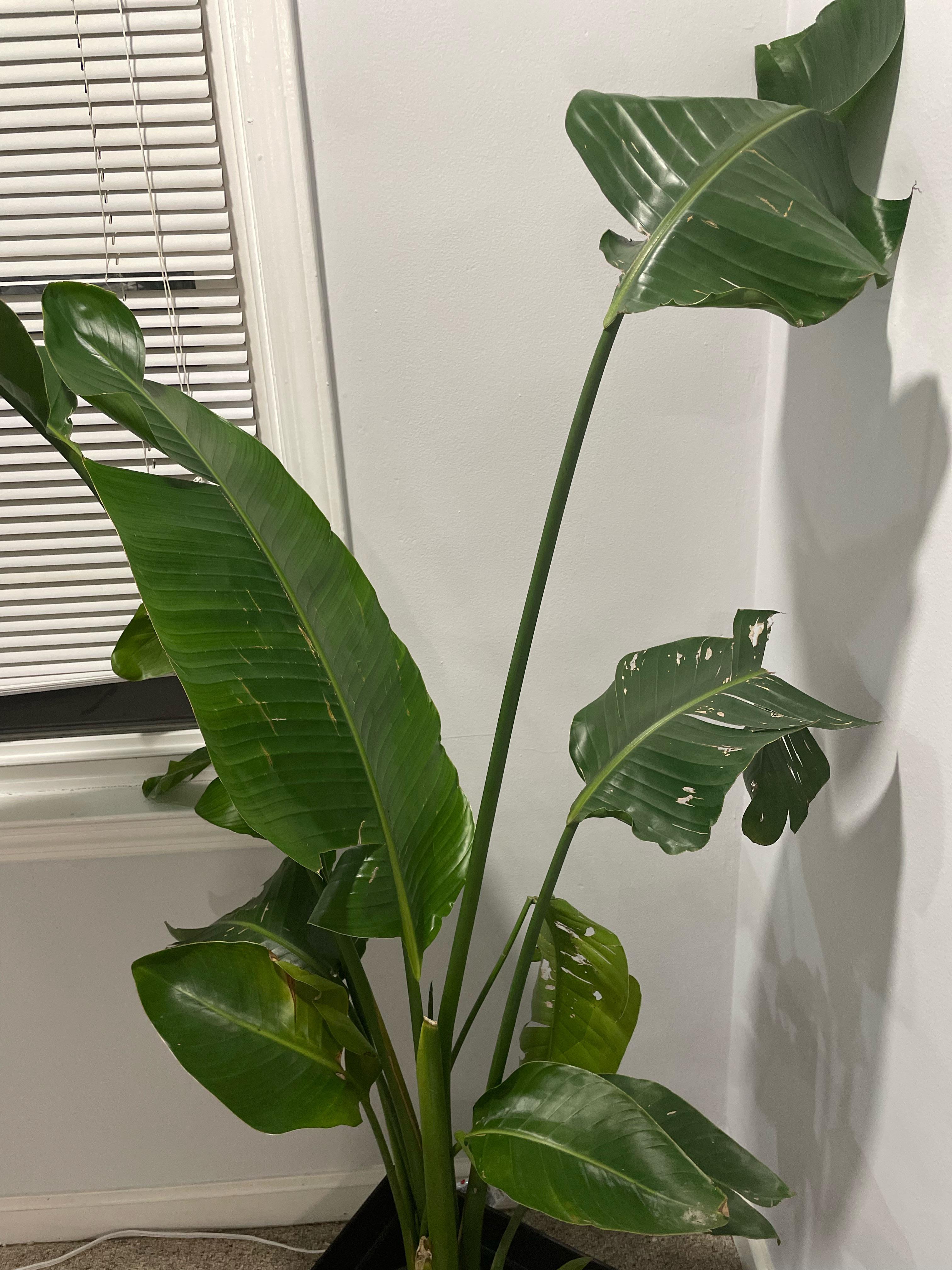 Birds of paradise; unsure why the wilting and holes.. light coming from