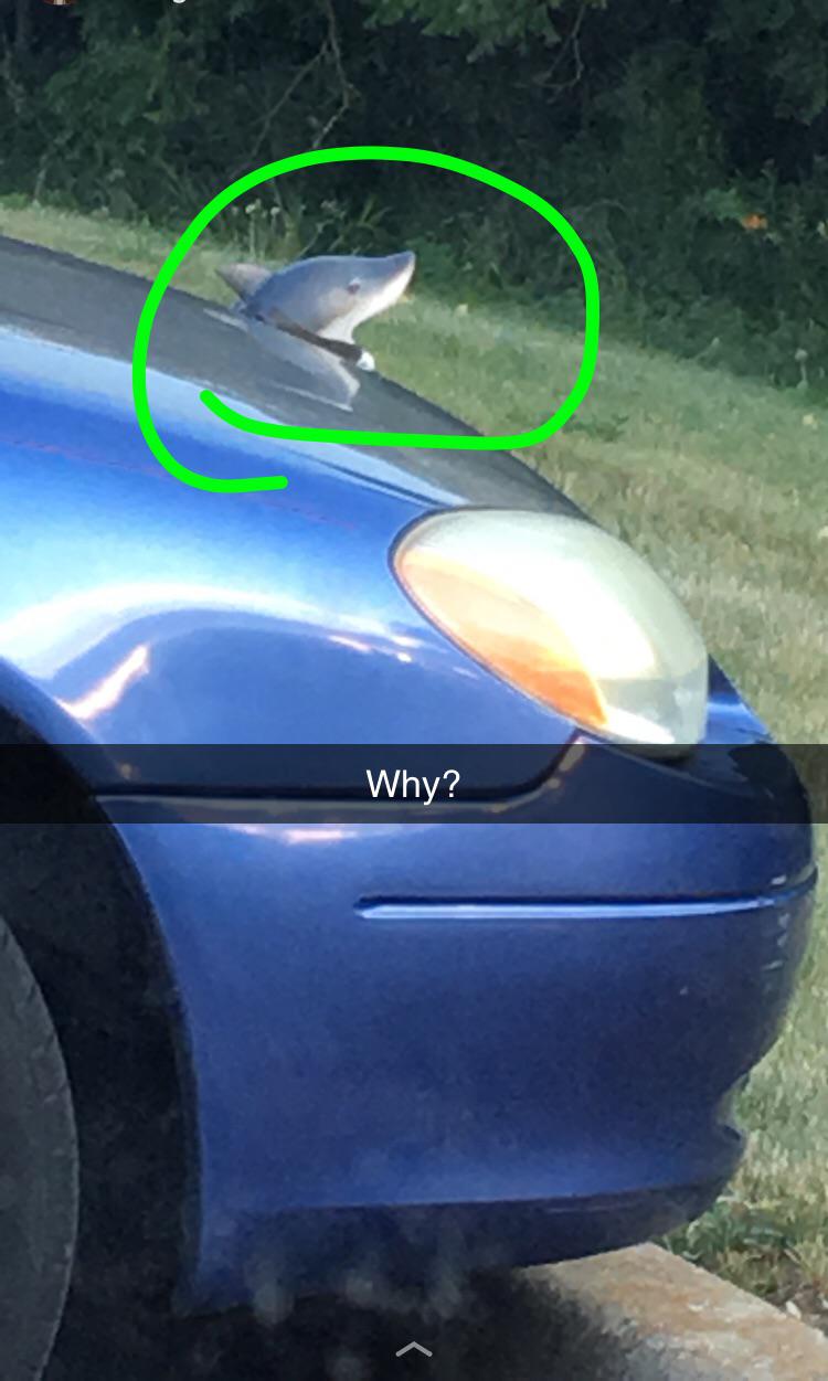 Saw a car shark hood ornament in the wild yesterday. r/Shitty_Car_Mods