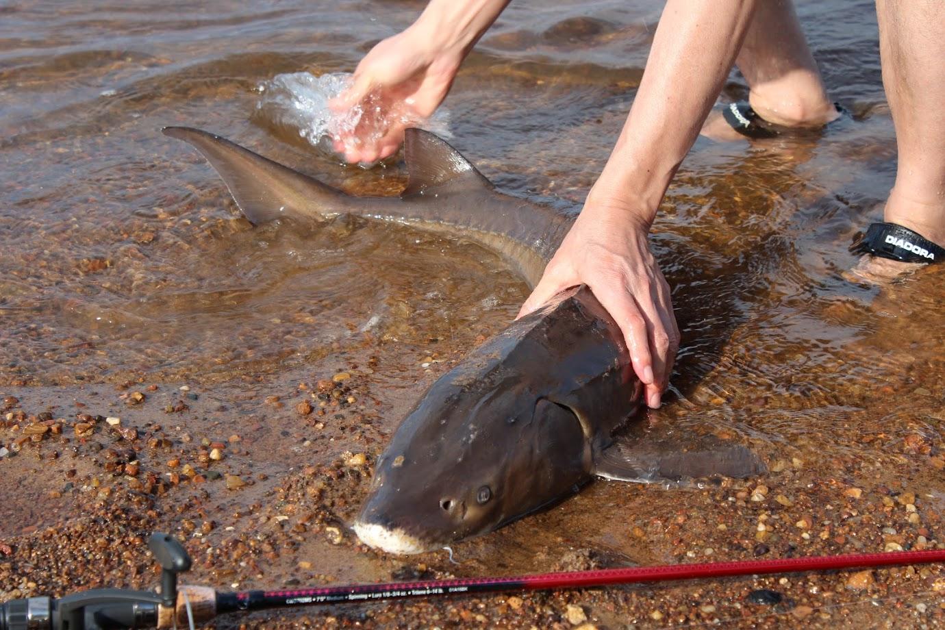 Wisconsin river, wondering is this a lake sturgeon or shovelnose