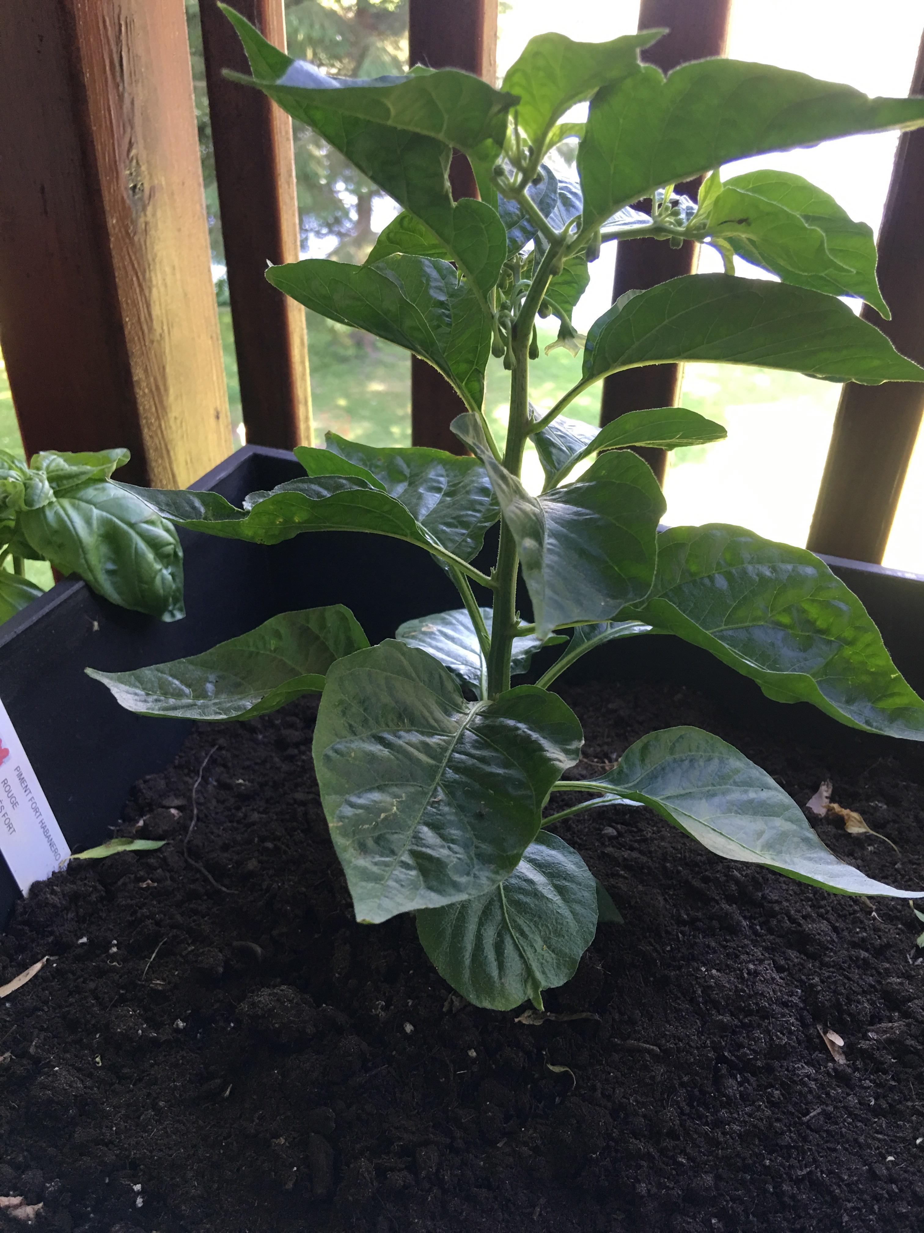 My habanero is starting to flower! HotPeppers