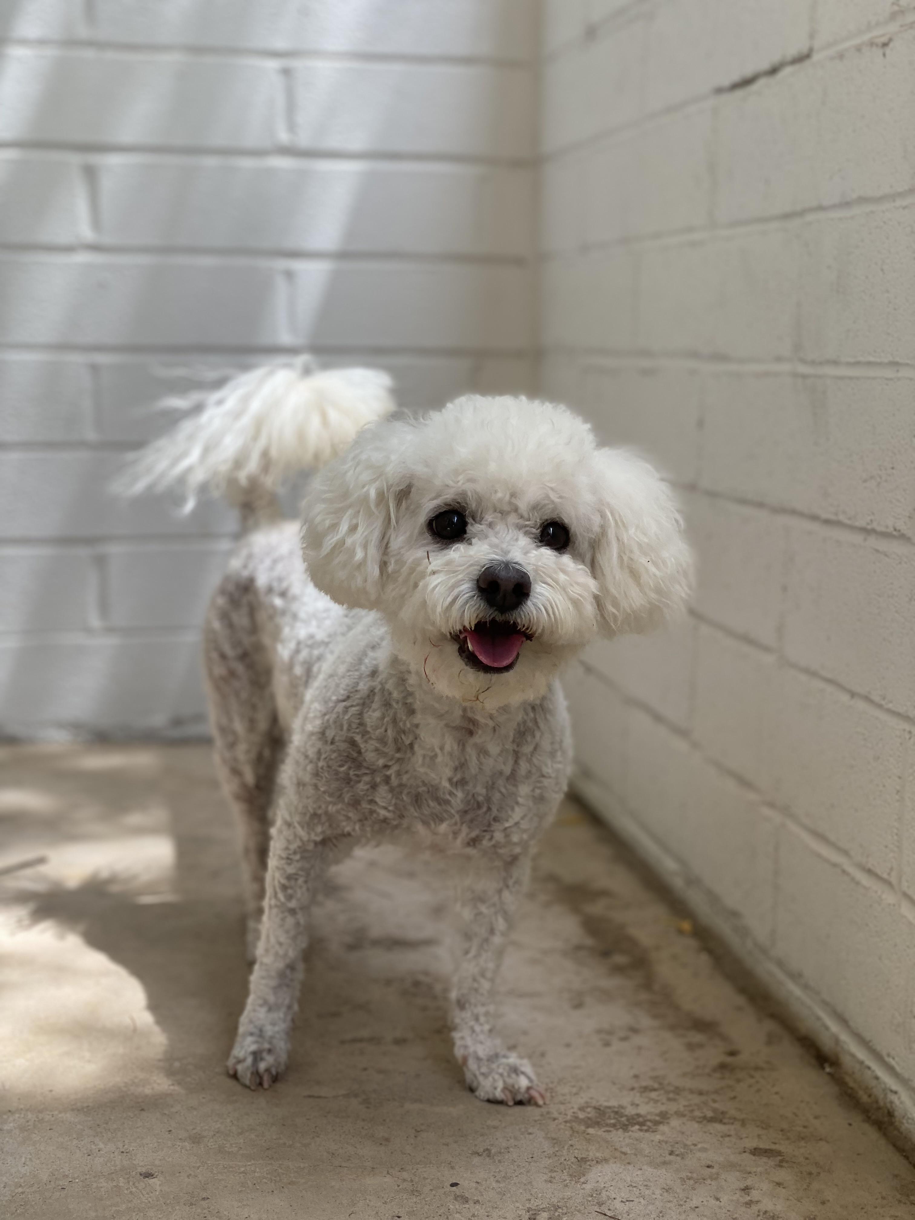 What kind of dog am I? (besides a very good one) r/DOG