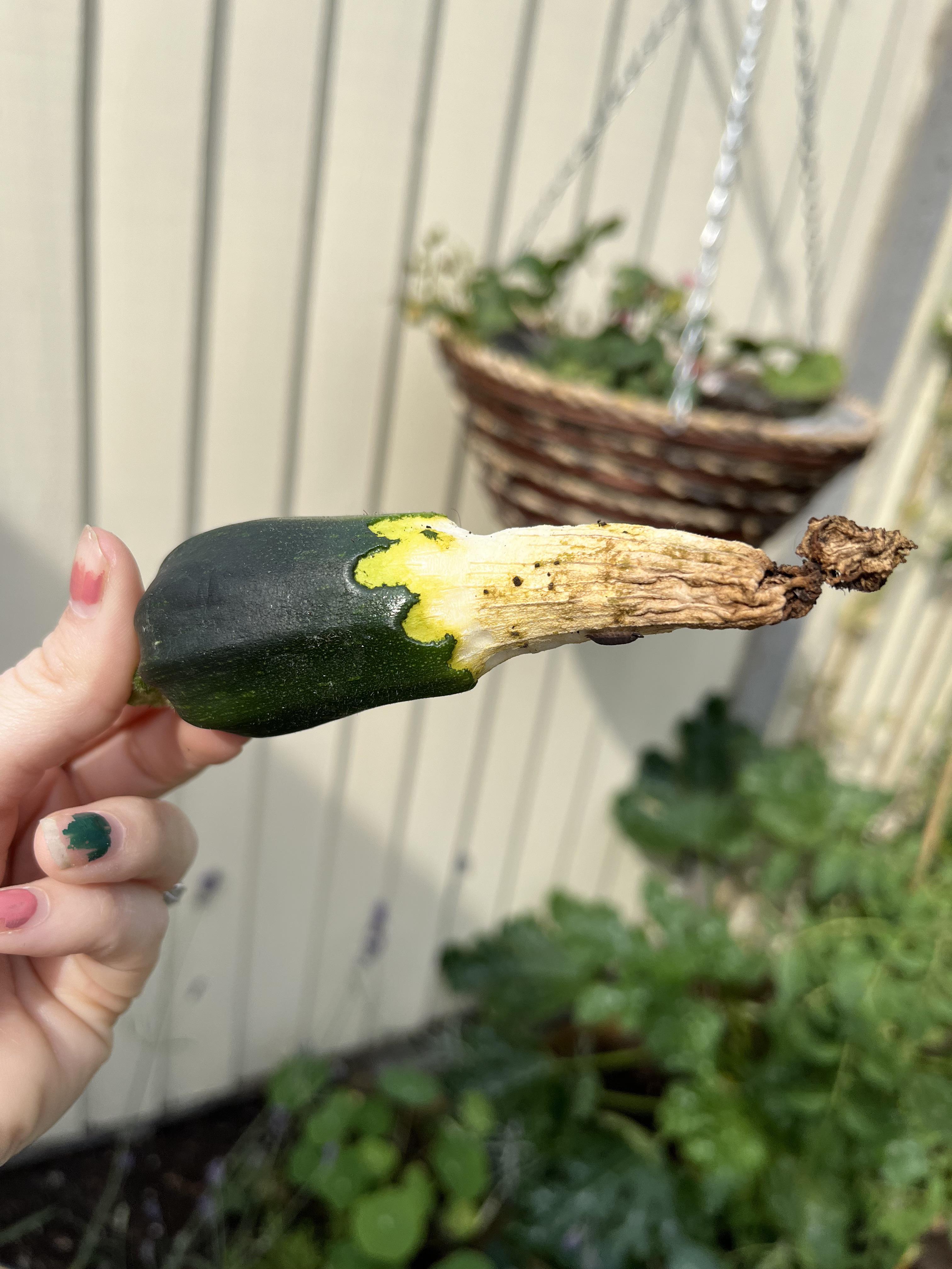 Well, *someone* has been enjoying my courgettes. Shame it wasn’t me