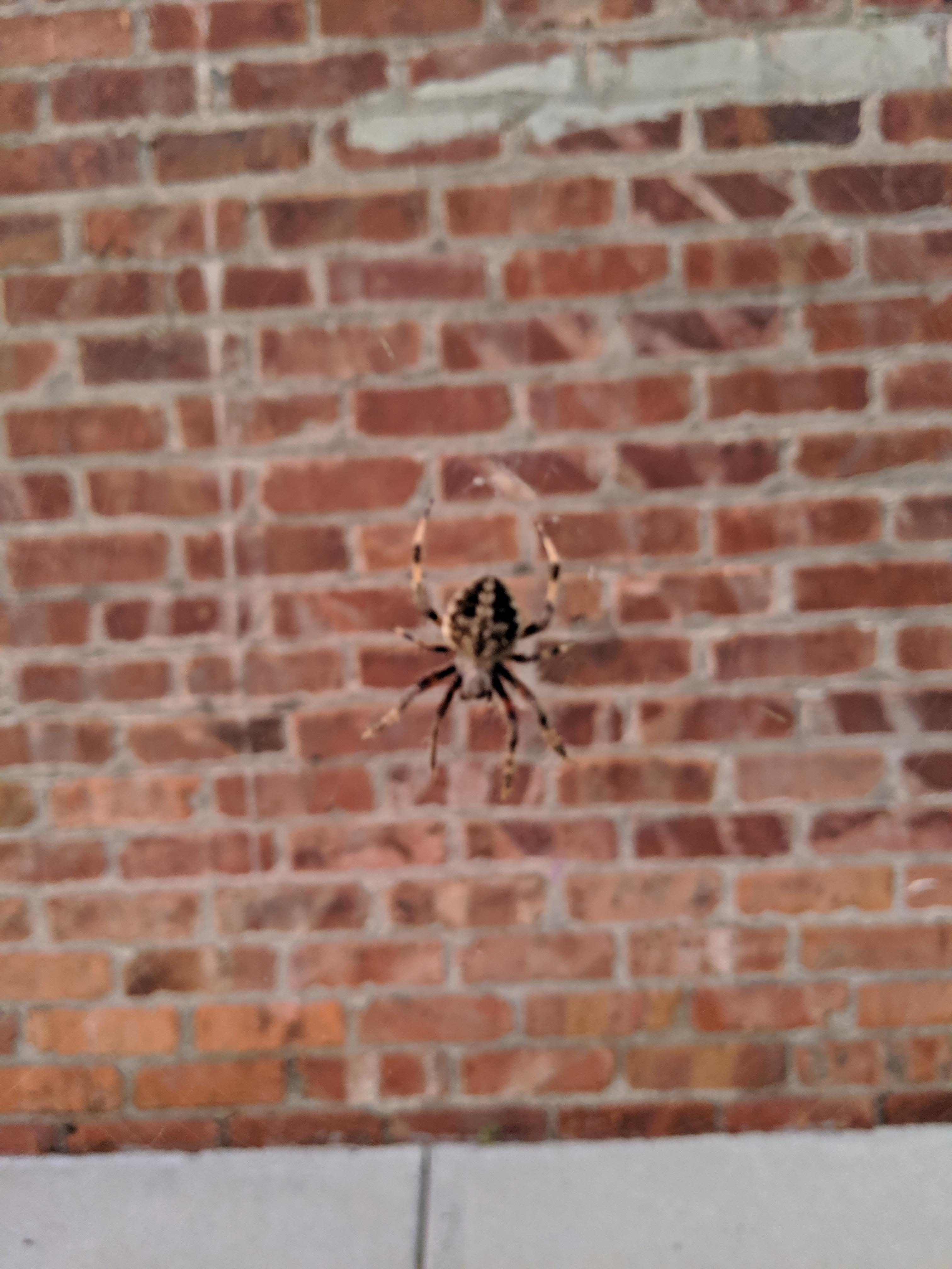 What's this spider I found out side my apartment this morning? Midwest