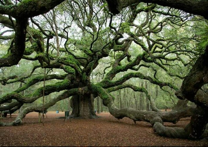 1500 year old Angel Oak Tree in south Carolina r/pics
