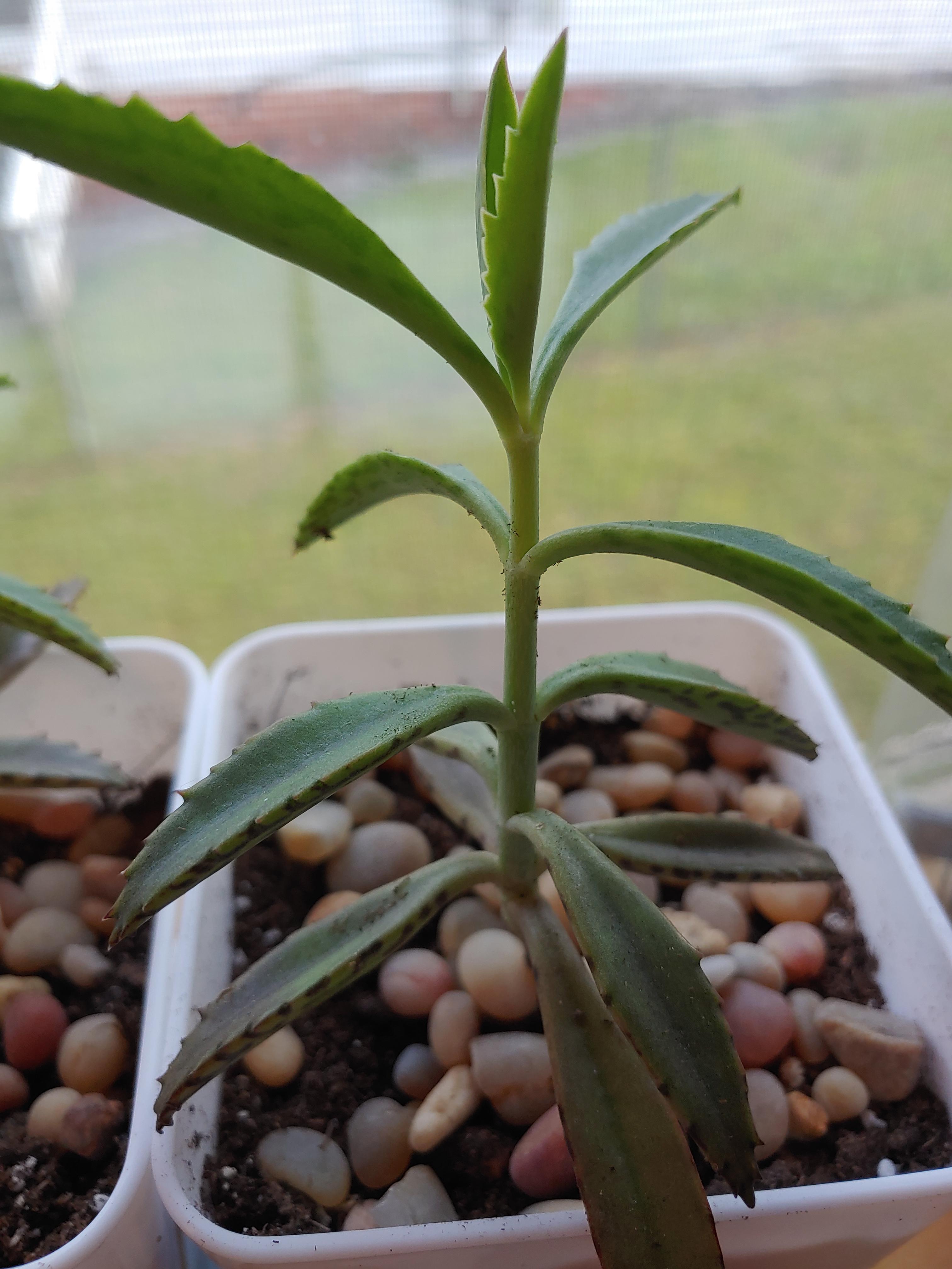 Is she stretching, or is she supposed to grow tall like this? I have no idea what she is to find